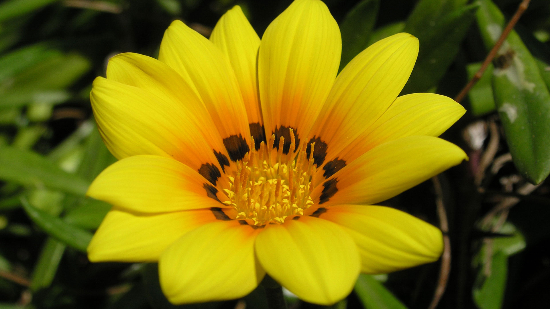 Витекс желтый цветок