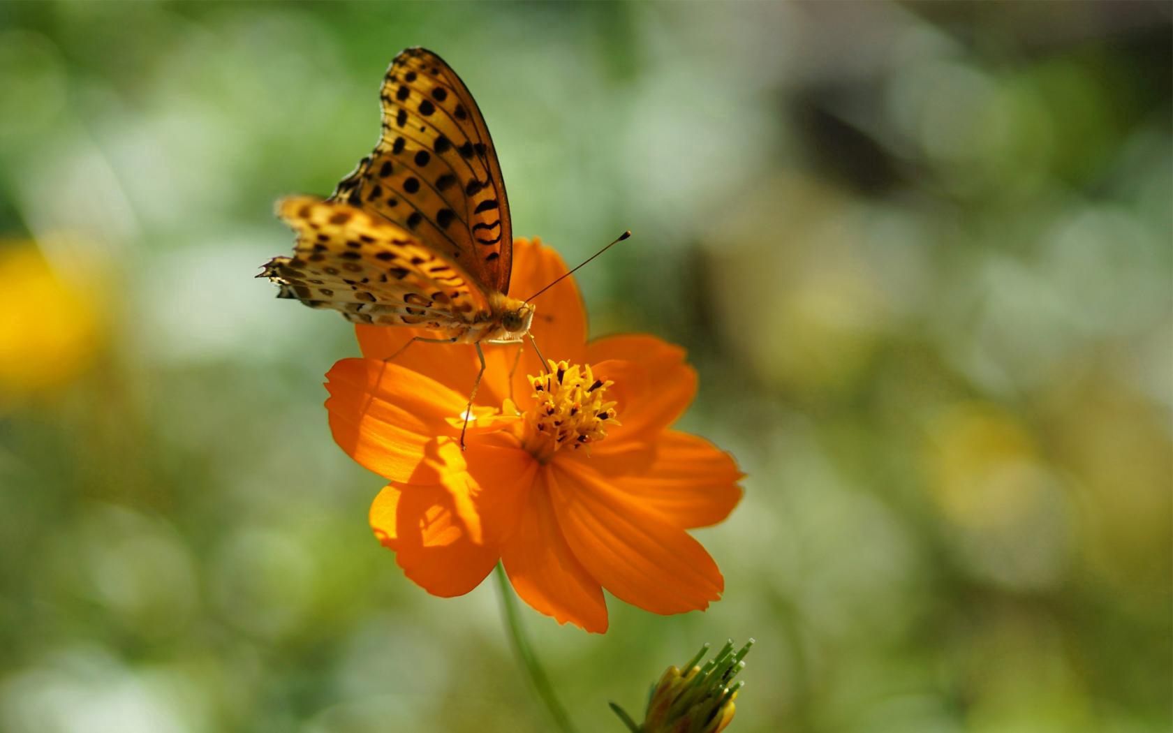 138728 baixar imagens verão, flor, macro, visto, manchado, borboleta, luz solar - papéis de parede e protetores de tela gratuitamente