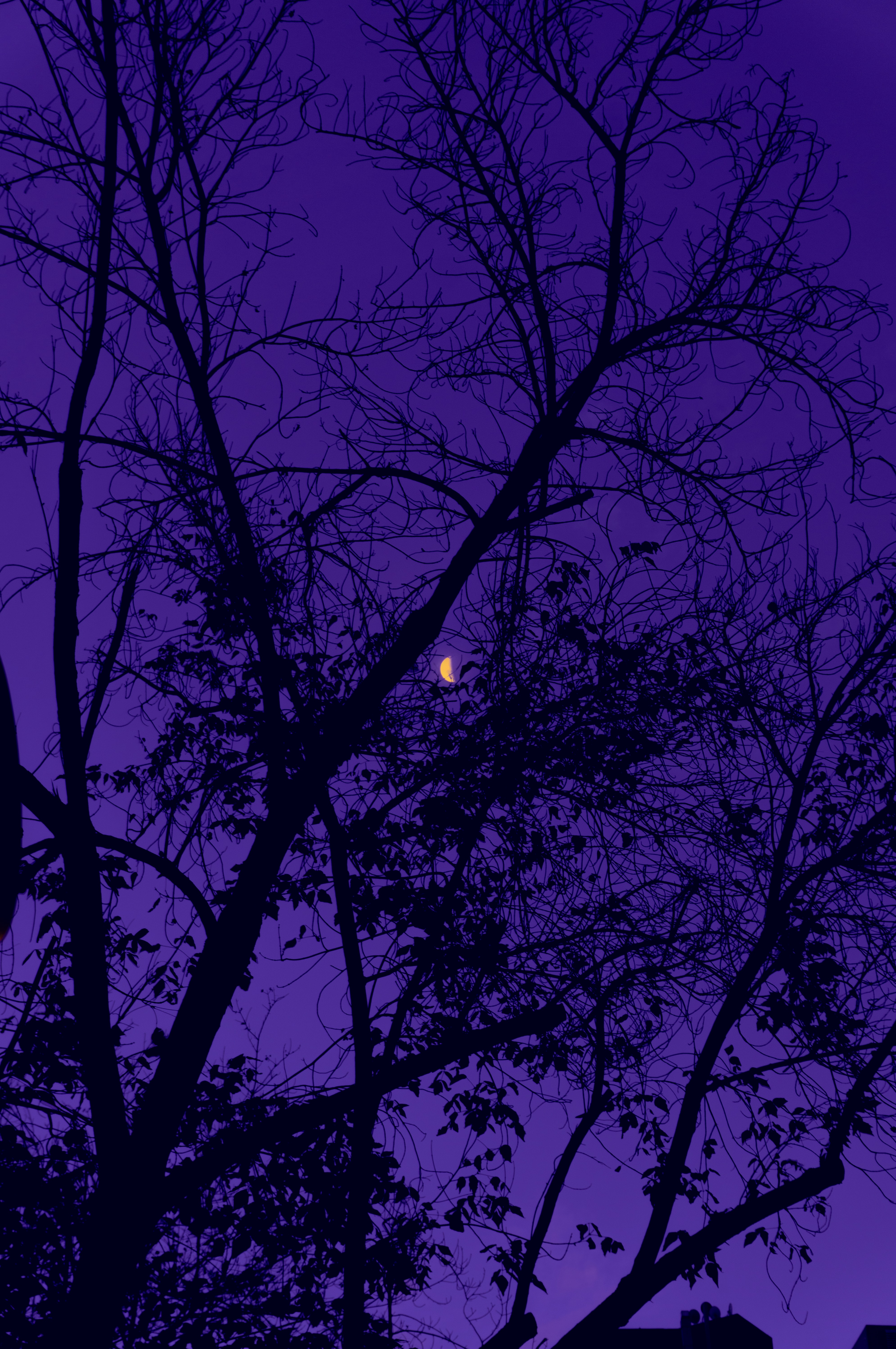 purple, trees, violet, dark, sky, night, moon lock screen backgrounds