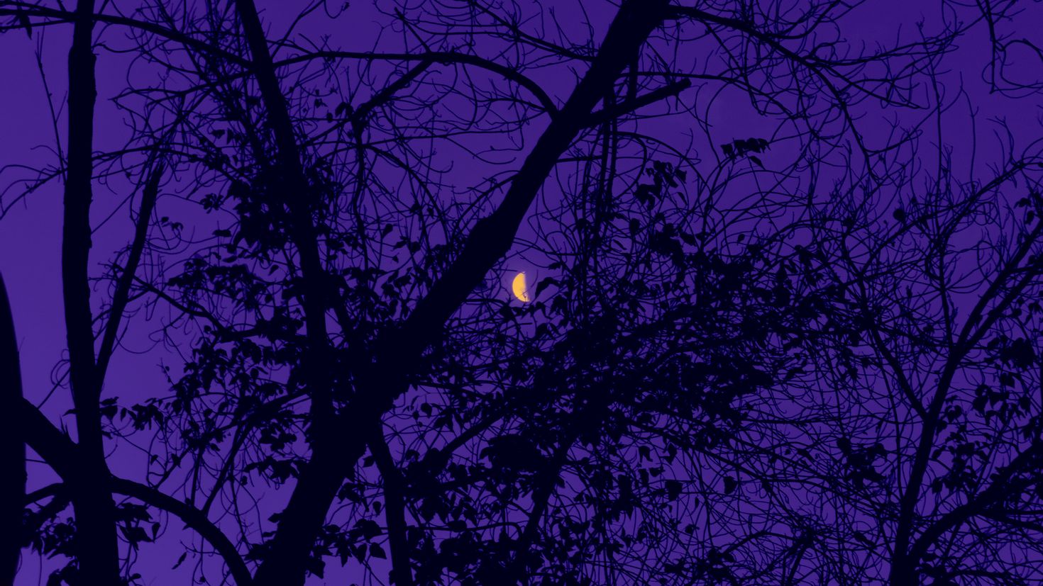 Разные фонки. Фиолетовый. Природа ночью. Темно фиолетовый с деревом. Фиолетовая Эстетика.