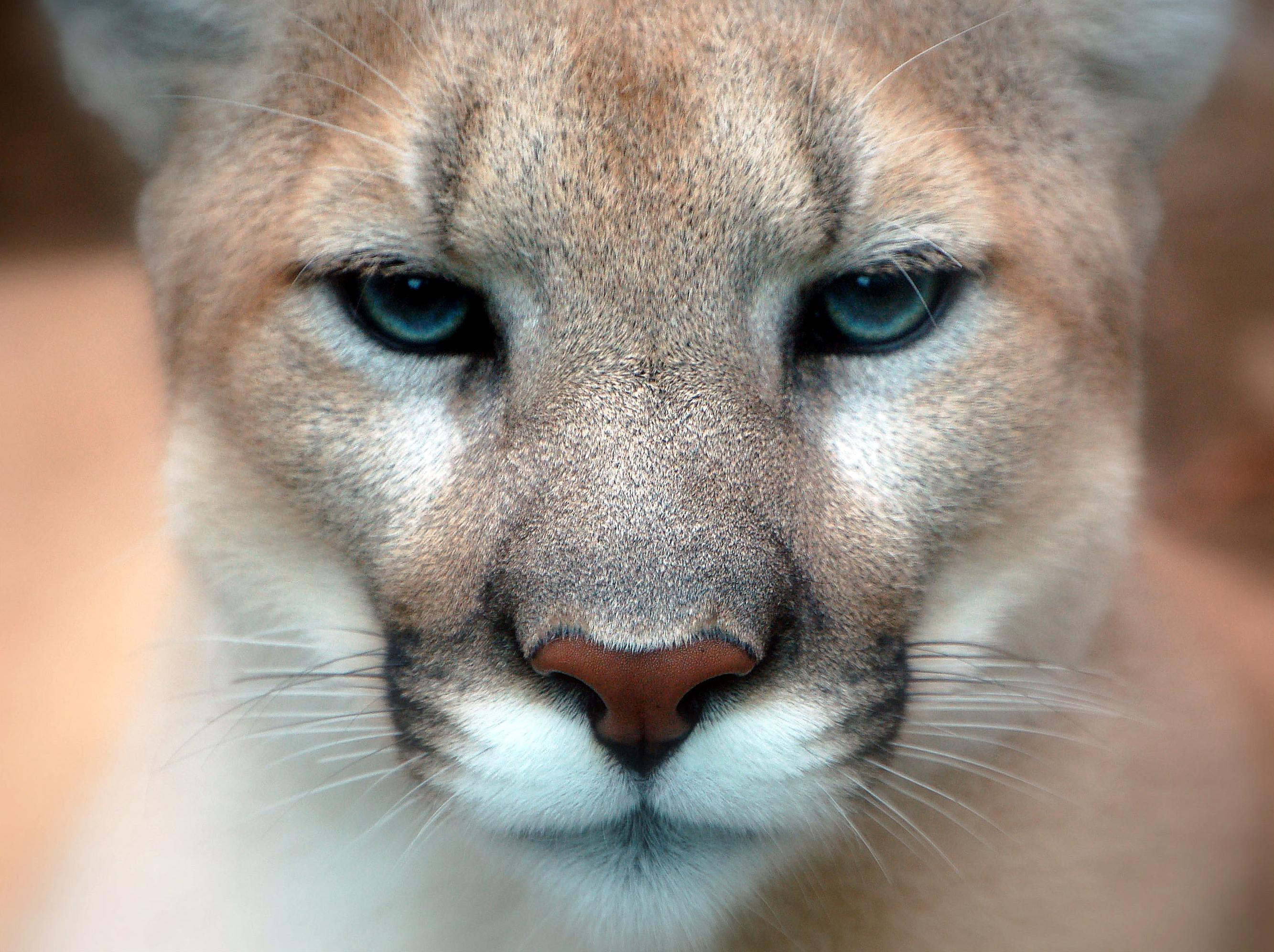 172855 Hintergrundbild herunterladen tiere, jaguar, katzen - Bildschirmschoner und Bilder kostenlos
