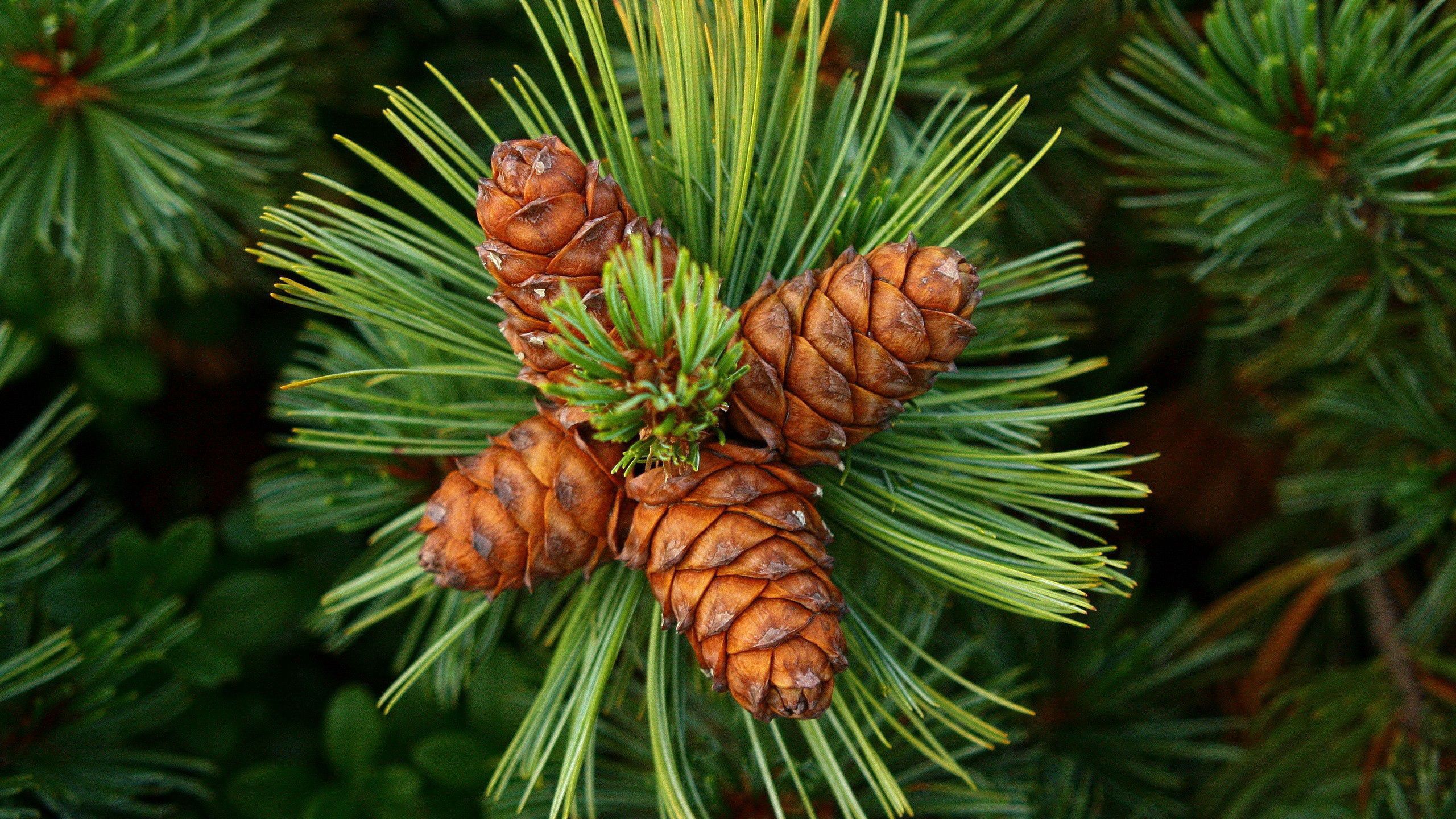Download mobile wallpaper Fir, Cones, Spruce, Thorns, Prickles, Pine, Nature for free.