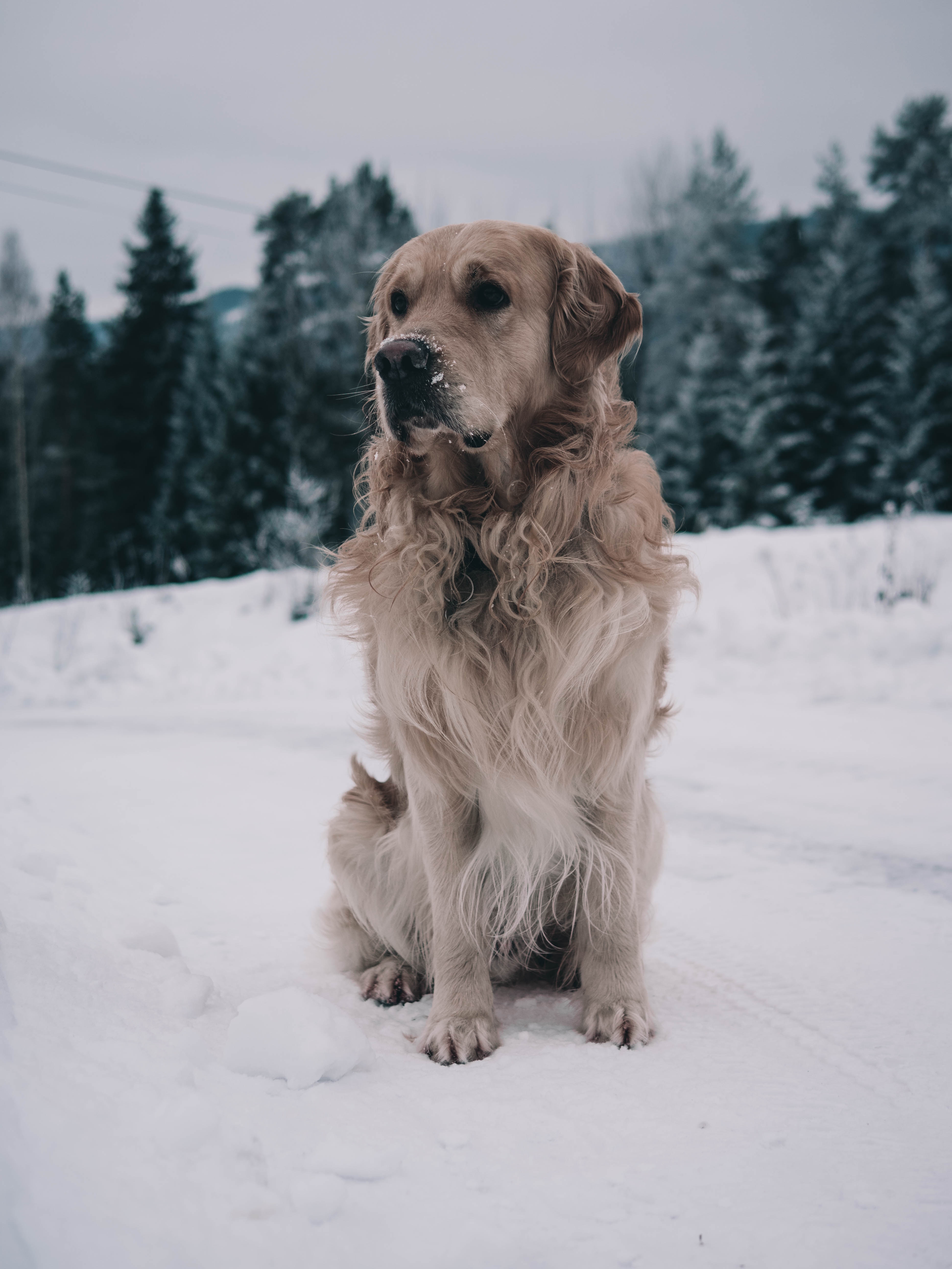 Handy-Wallpaper Winter, Schnee, Hund, Tiere, Schnauze, Labrador kostenlos herunterladen.