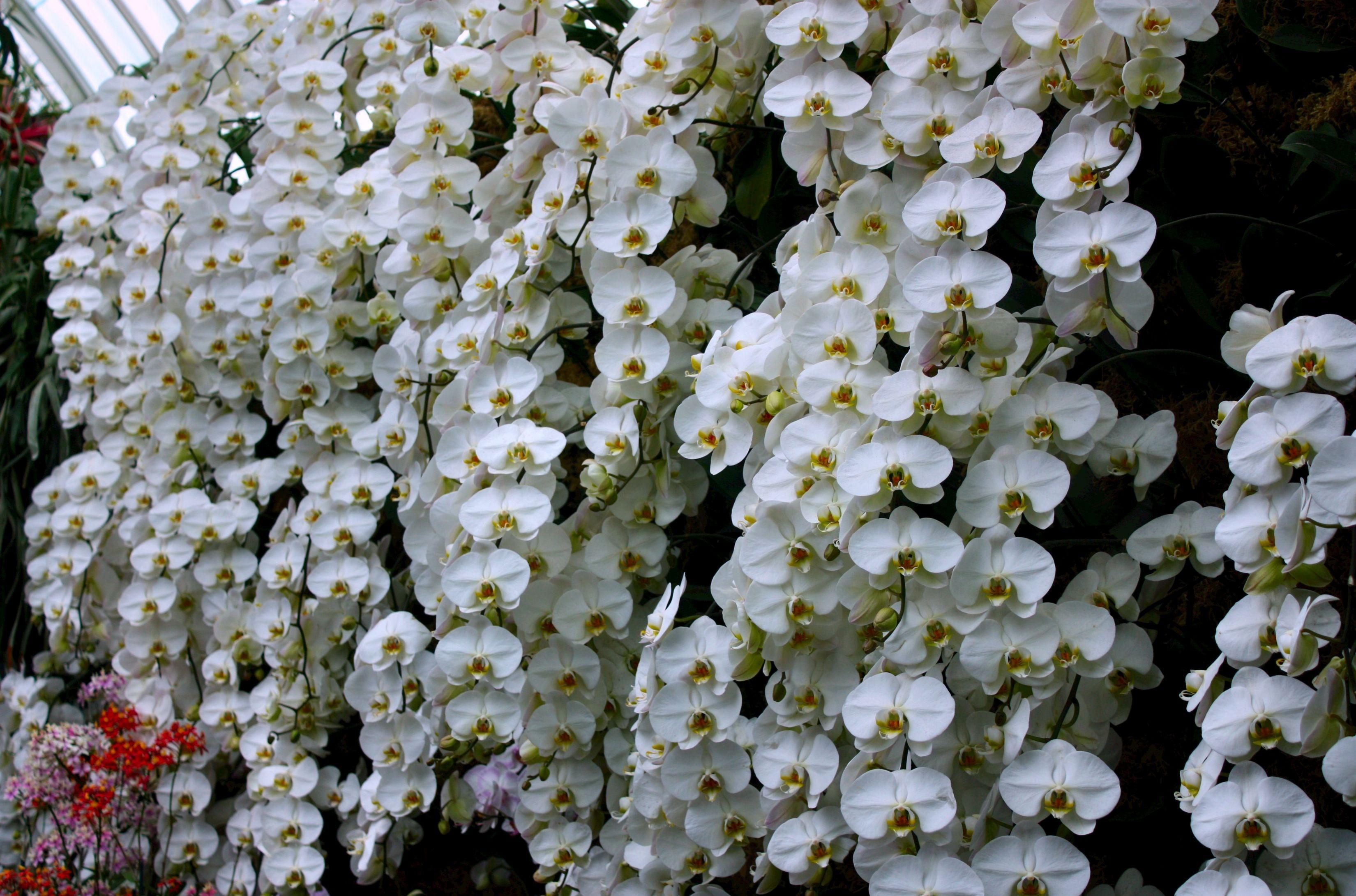 140133 скачать картинку орхидея, белоснежная, цветы, стена, оранжерея - обои и заставки бесплатно
