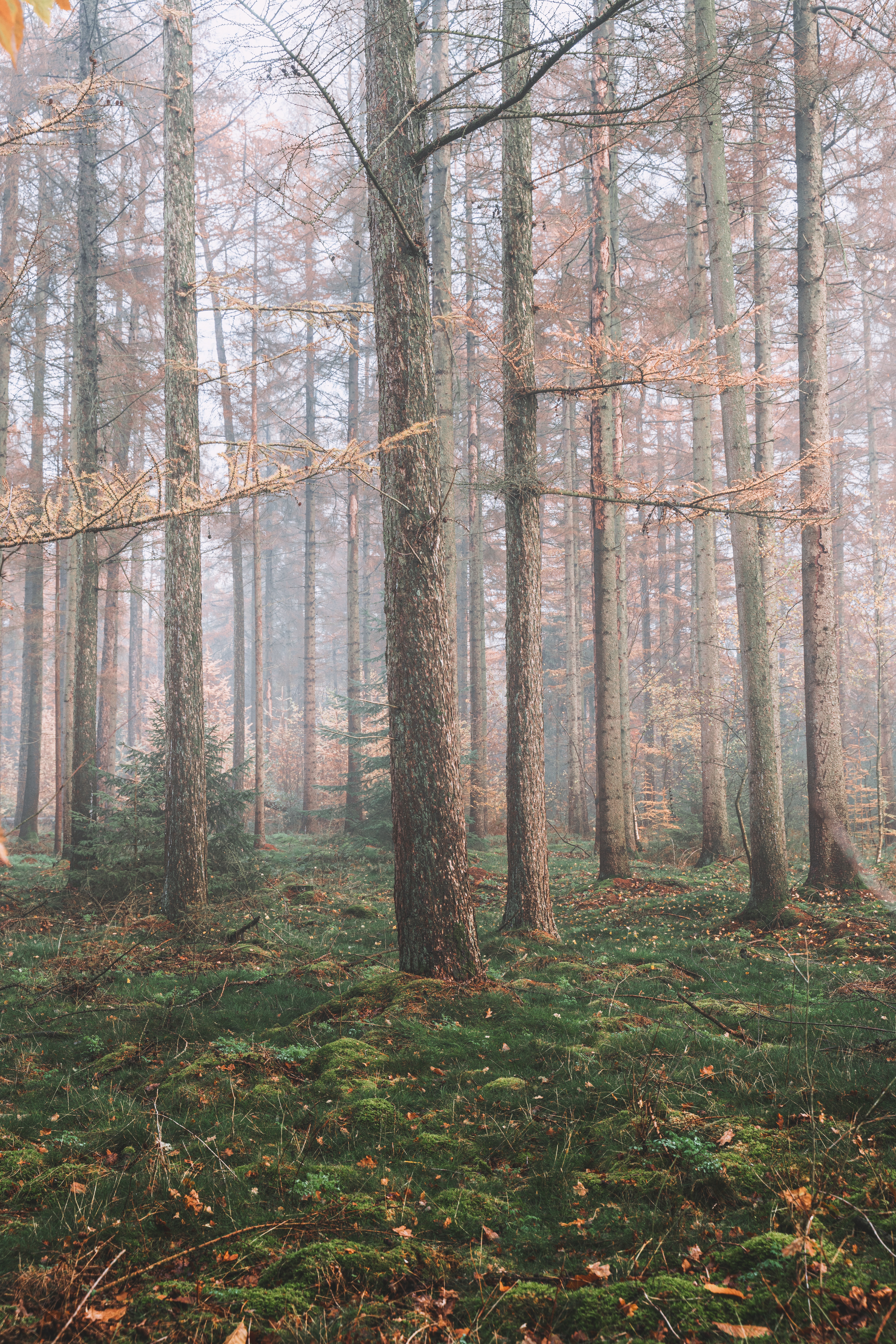 pine, nature, trees, coniferous, forest, fog