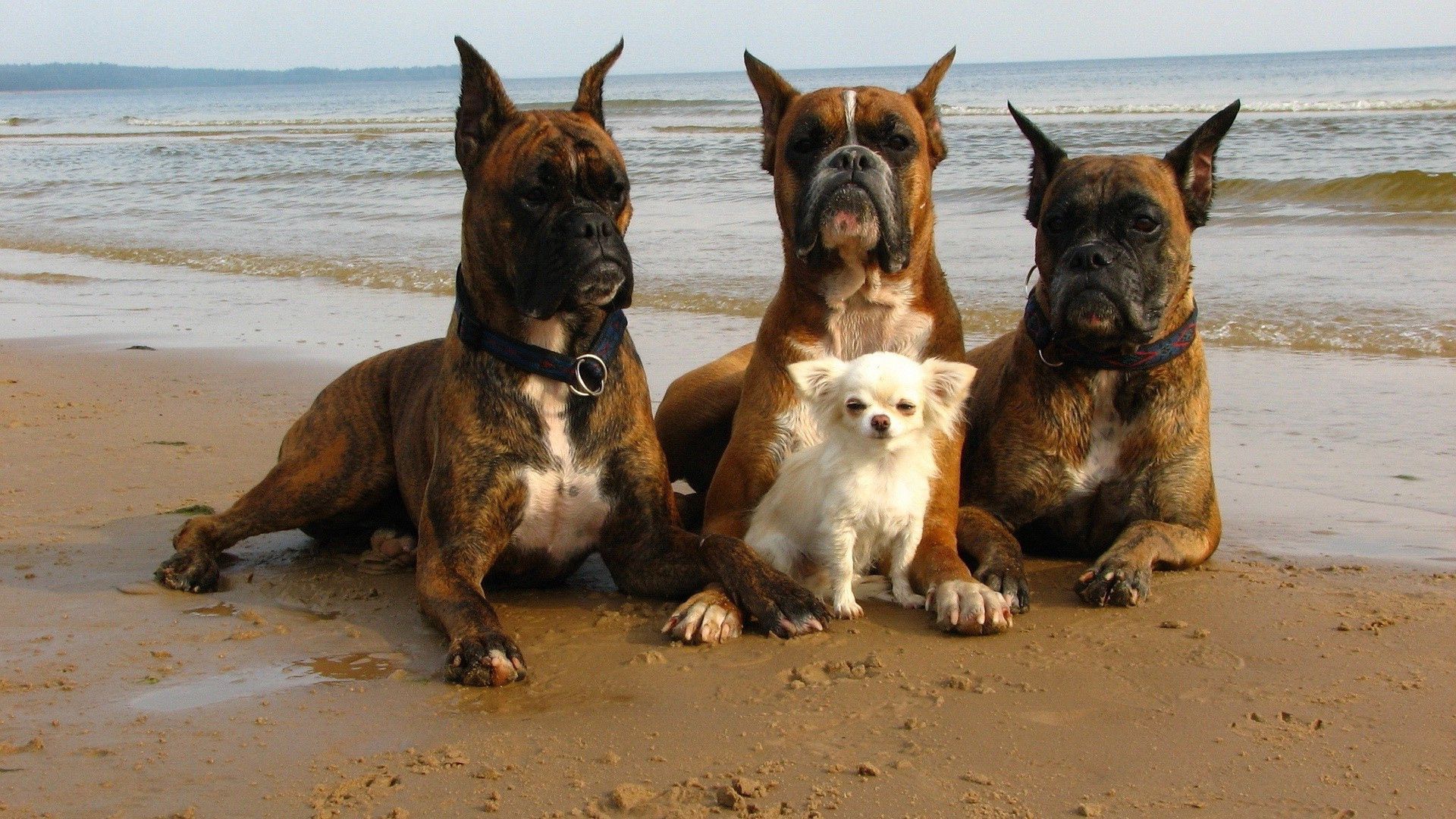 119374 скачать обои собаки, забота, животные, пляж, защита - заставки и картинки бесплатно