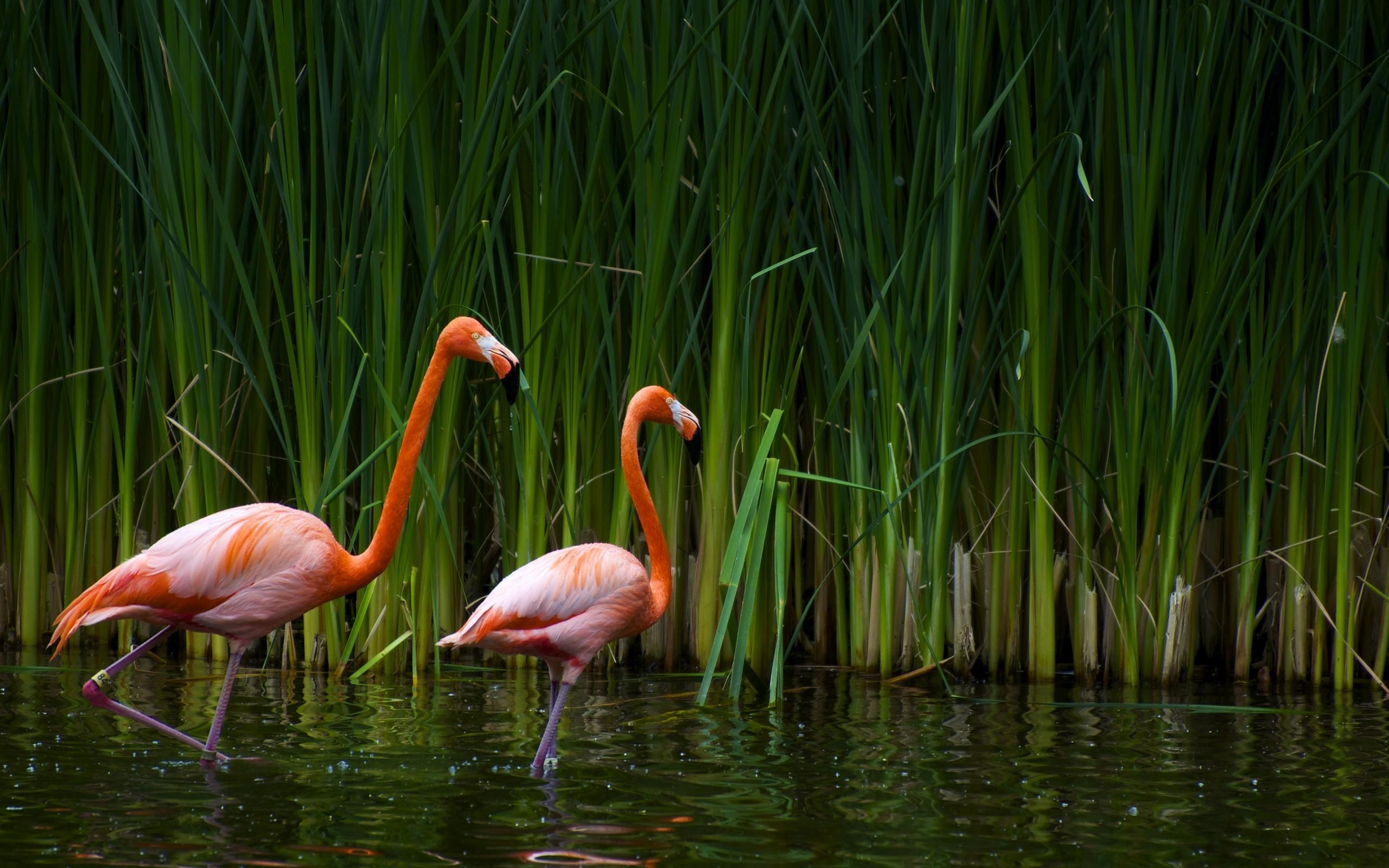 HD wallpaper flamingo, birds, animals, black