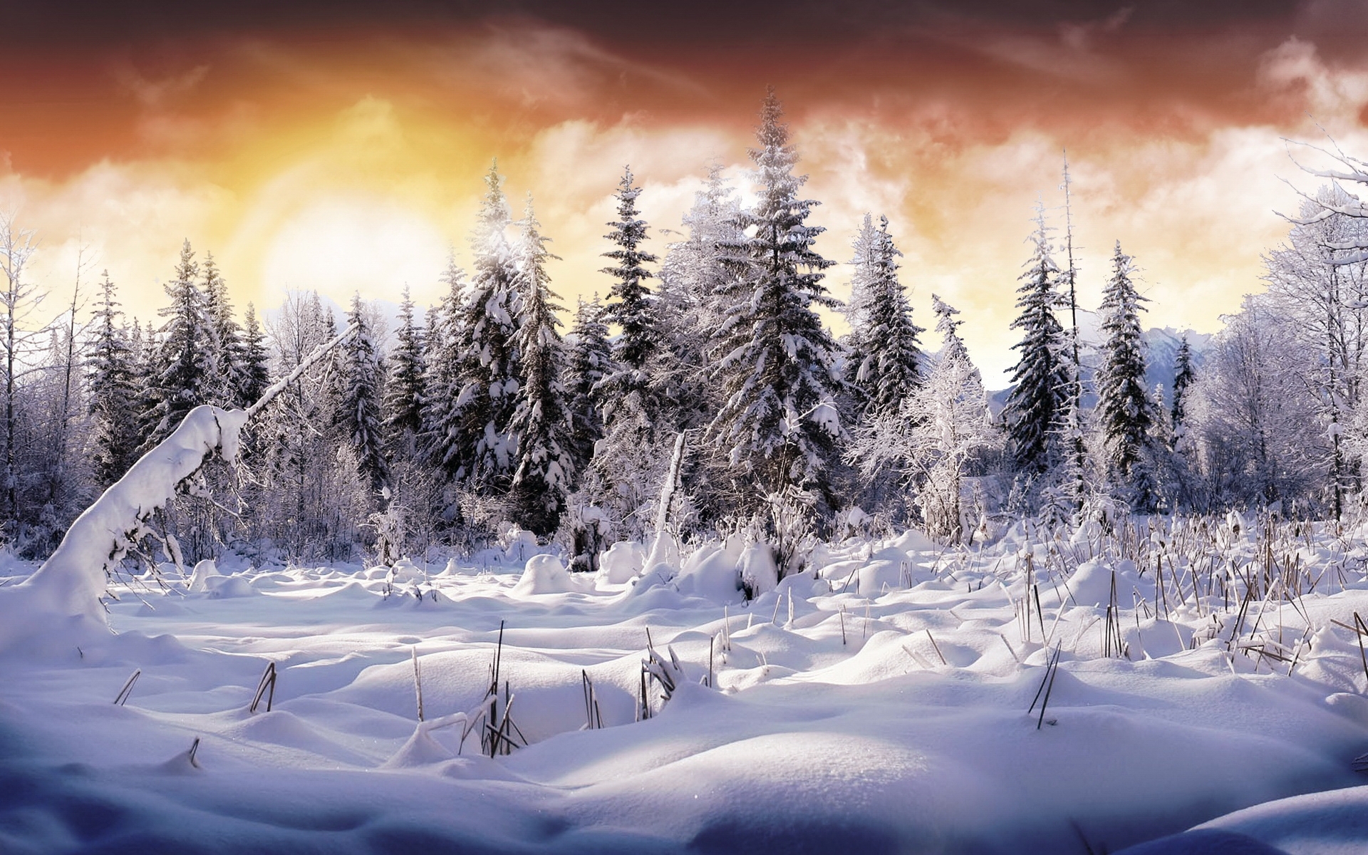 Free download wallpaper Landscape, Winter, Nature, Trees, Fir Trees, Snow on your PC desktop