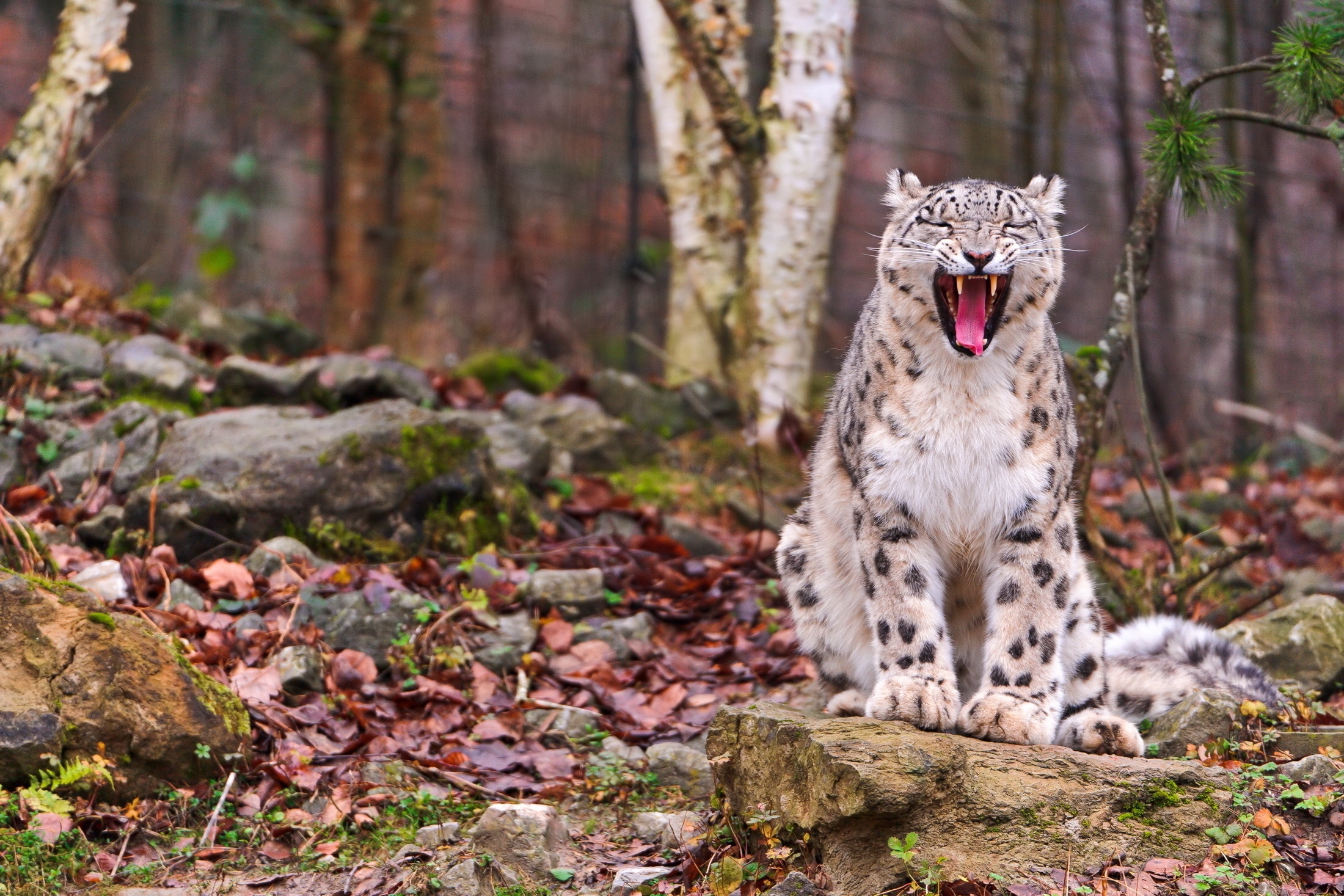 Download mobile wallpaper Muzzle, Forest, Animals, Predator, Leaves, Grin, Autumn, Snow Leopard for free.