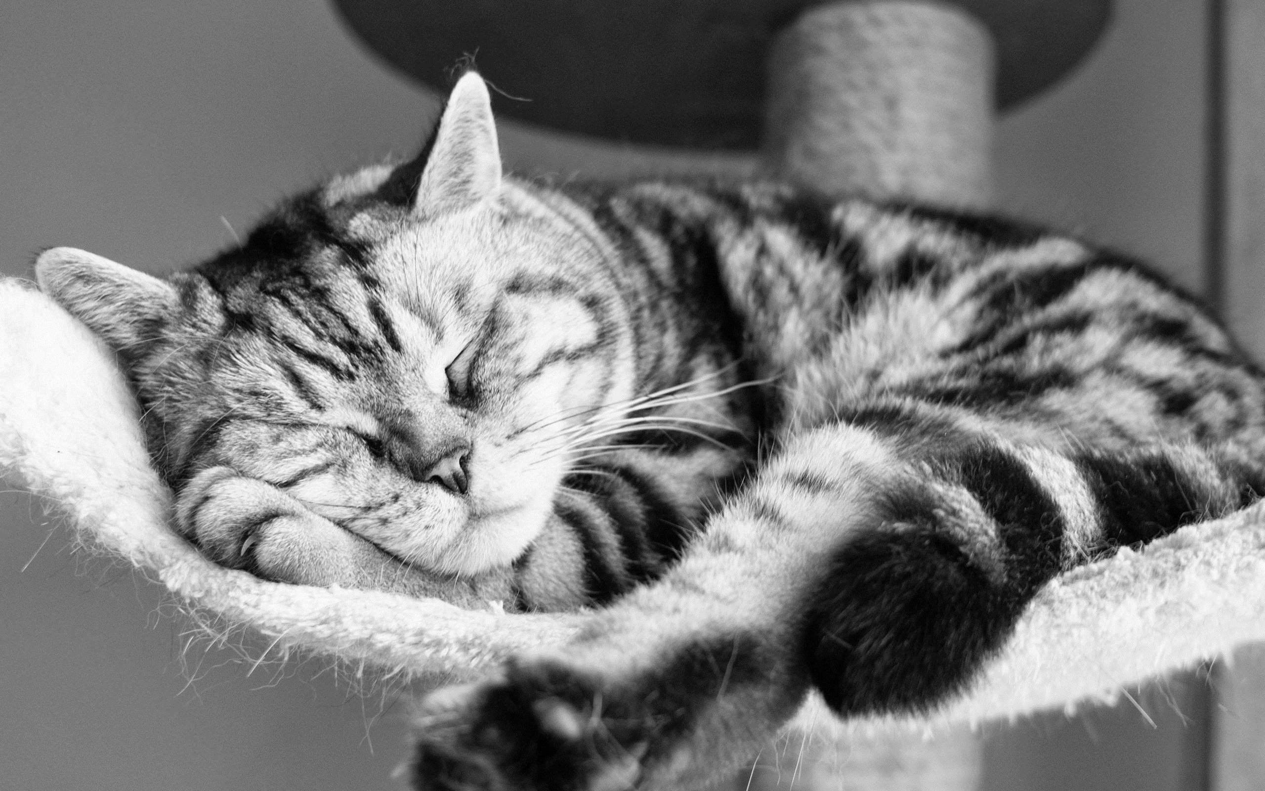 Download background animals, cat, to lie down, lie, striped, bw, chb, sleep, dream