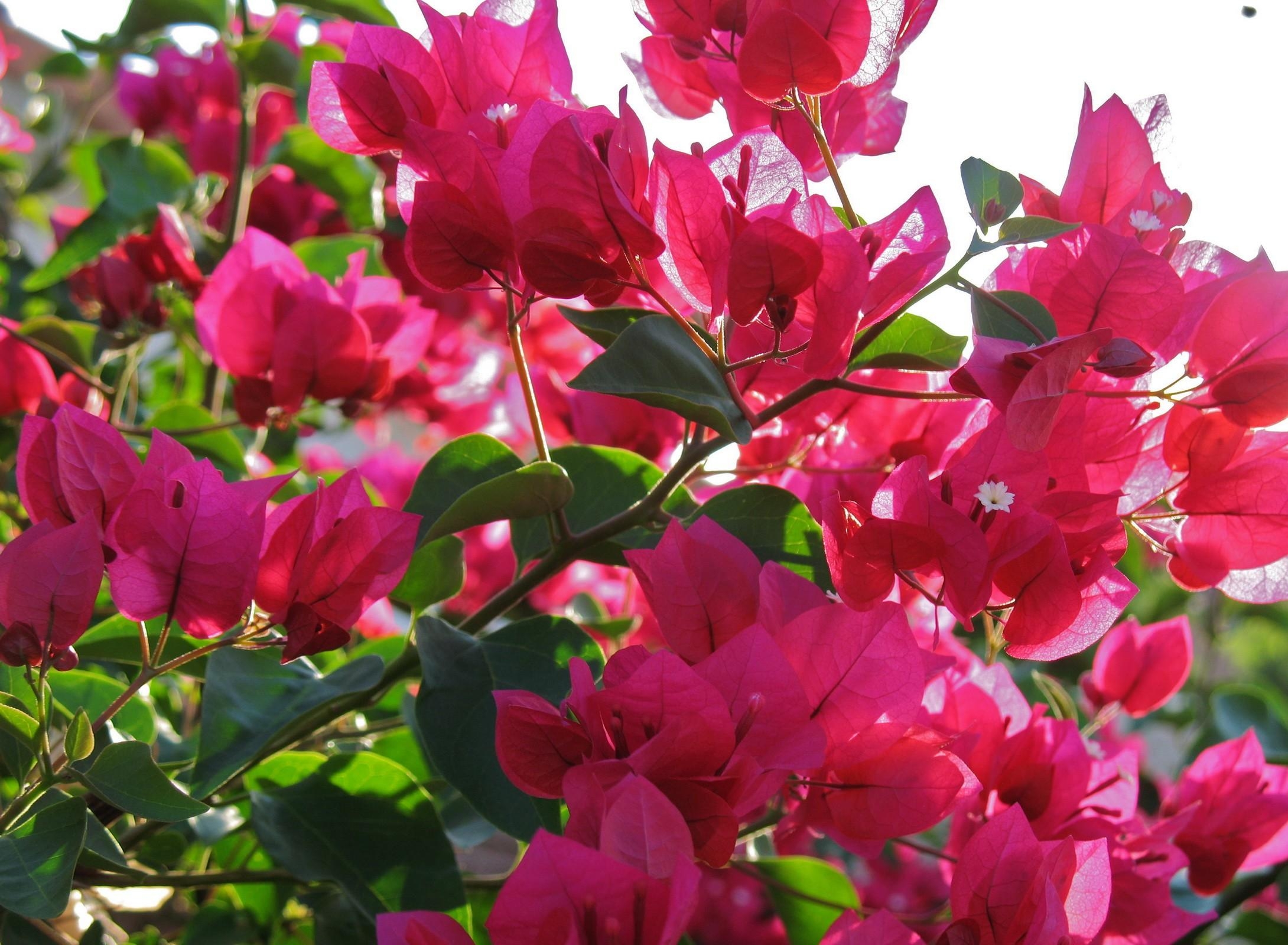 Download mobile wallpaper Branches, Bougainvillea, Flowers, Close Up, Bloom, Flowering, Sunny for free.