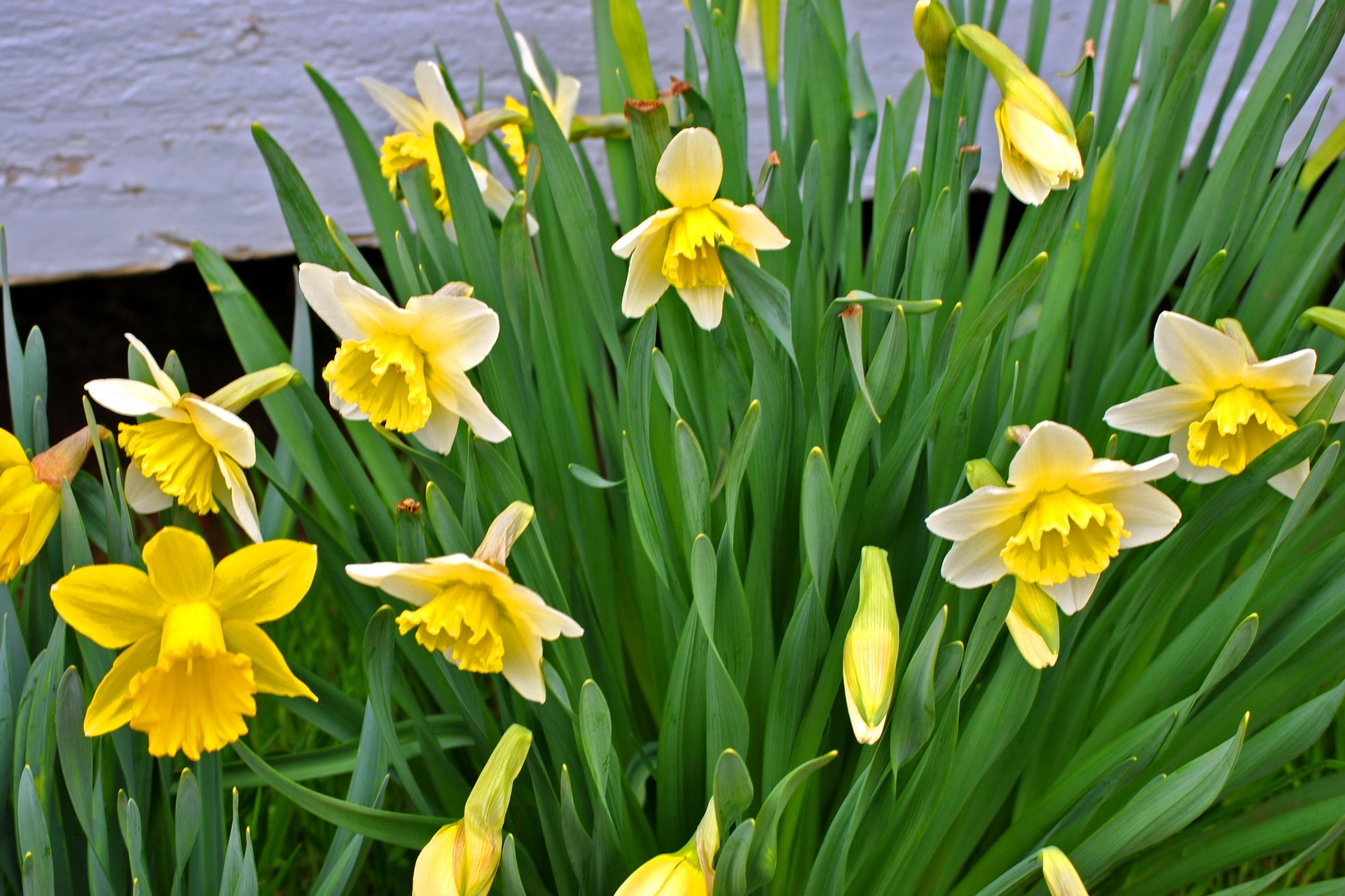 flowers, narcissussi, greens, flower bed, flowerbed, spring iphone wallpaper