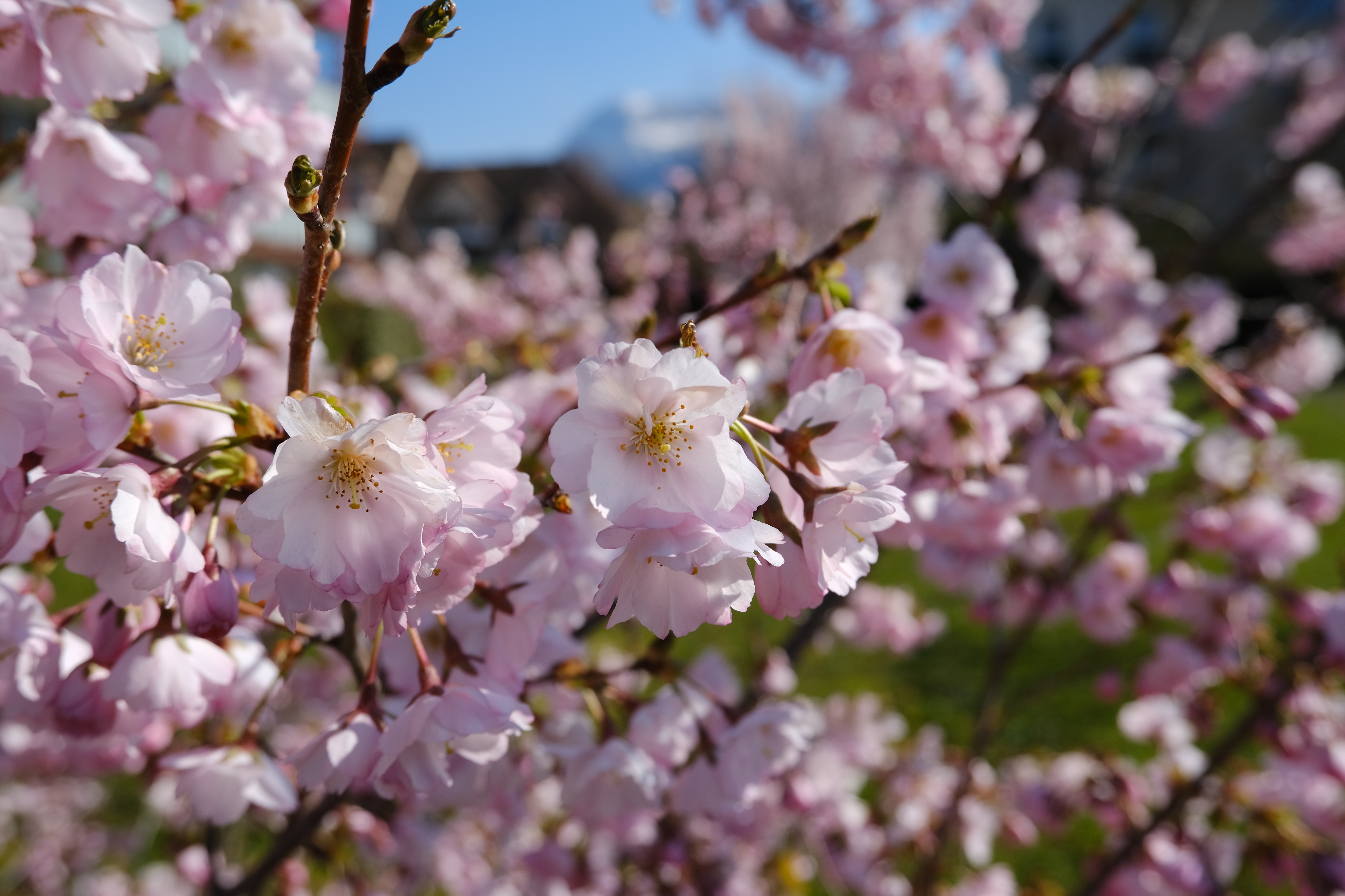 Laden Sie das Makro, Geäst, Zweige, Blütenblätter, Blumen, Frühling, Sakura-Bild kostenlos auf Ihren PC-Desktop herunter
