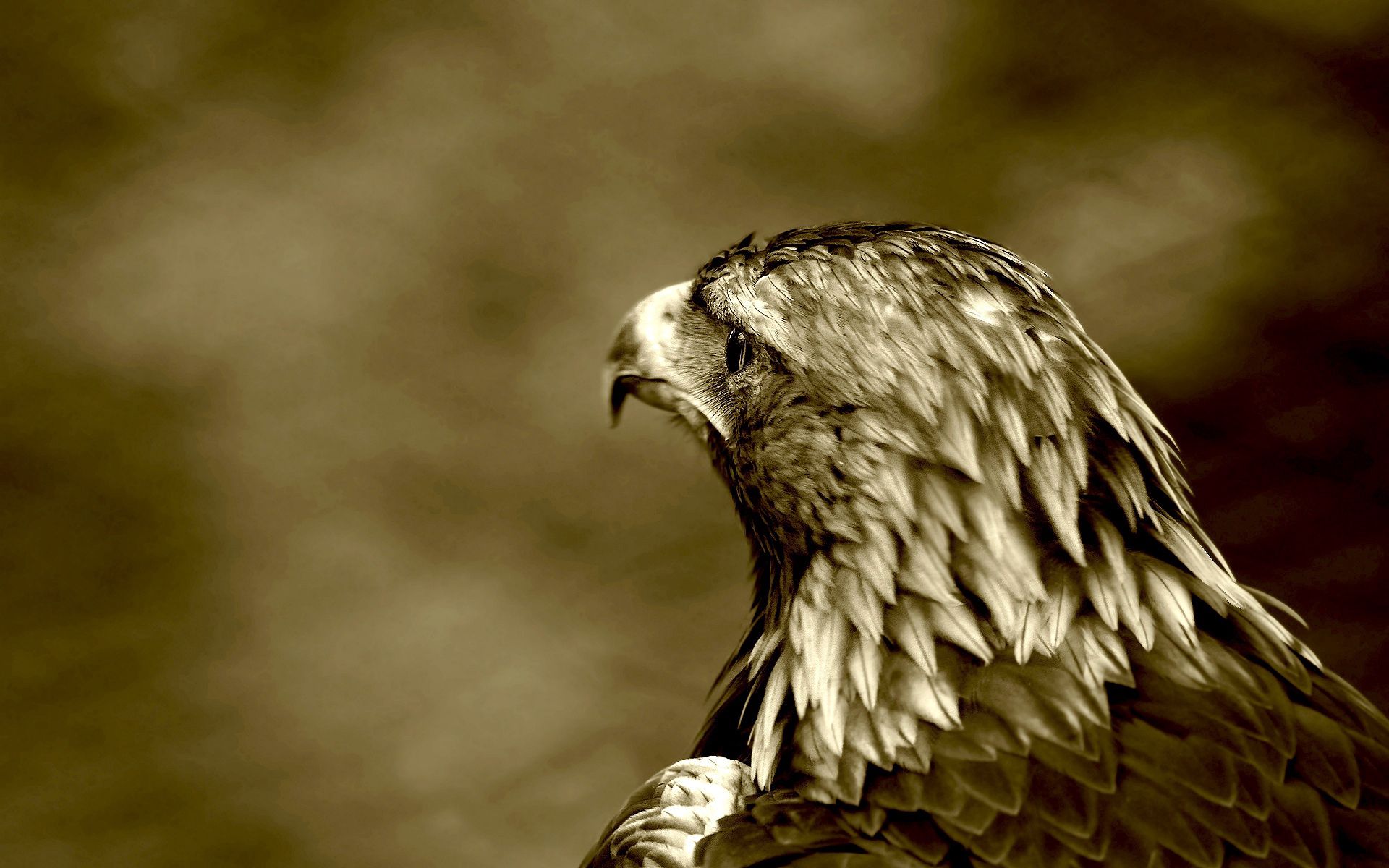 Download mobile wallpaper Predatory Gaze, Predatory Look, Bird, Animals, Eagle for free.