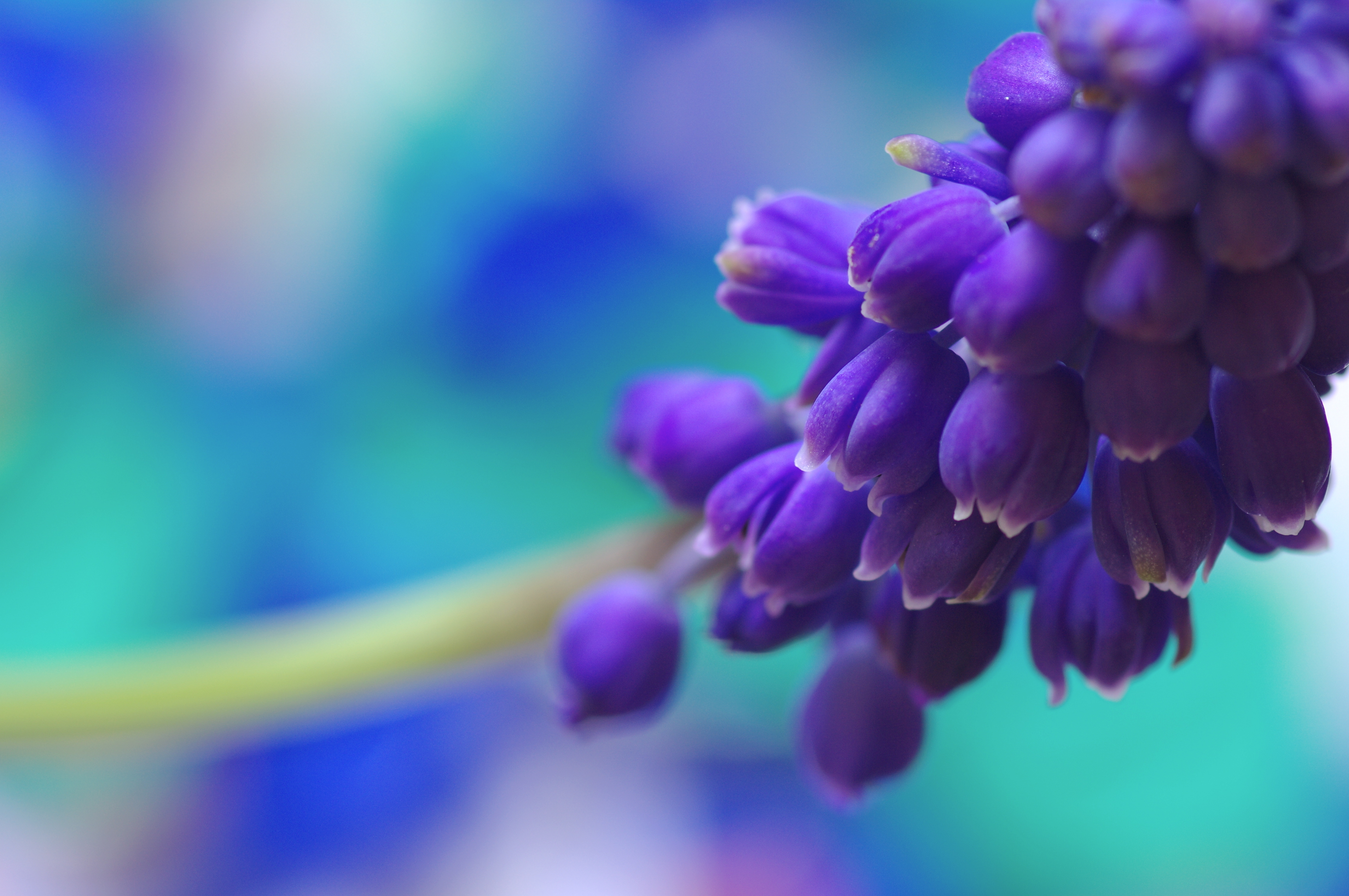 231992 descargar fondo de pantalla tierra/naturaleza, jacinto, flor, jacinto de uva, flores: protectores de pantalla e imágenes gratis