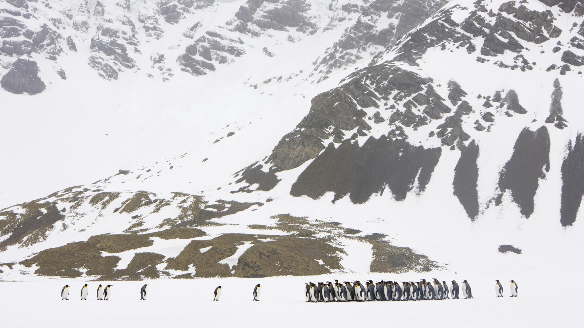 Handy-Wallpaper Mountains, Schnee, Spaziergang, Pinguin, Tiere, Herde, Gletscher, Bummel kostenlos herunterladen.