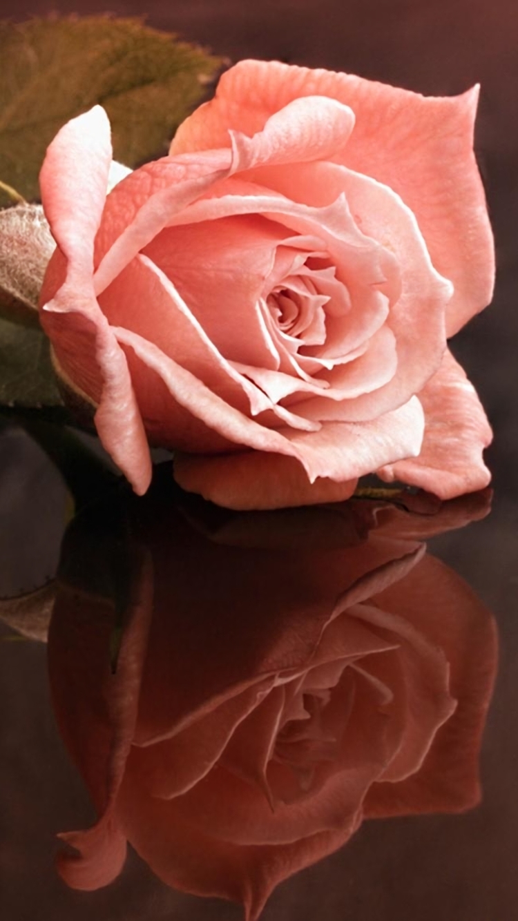 Download mobile wallpaper Flowers, Reflection, Flower, Rose, Earth, Stem, Pink Flower, Pink Rose for free.