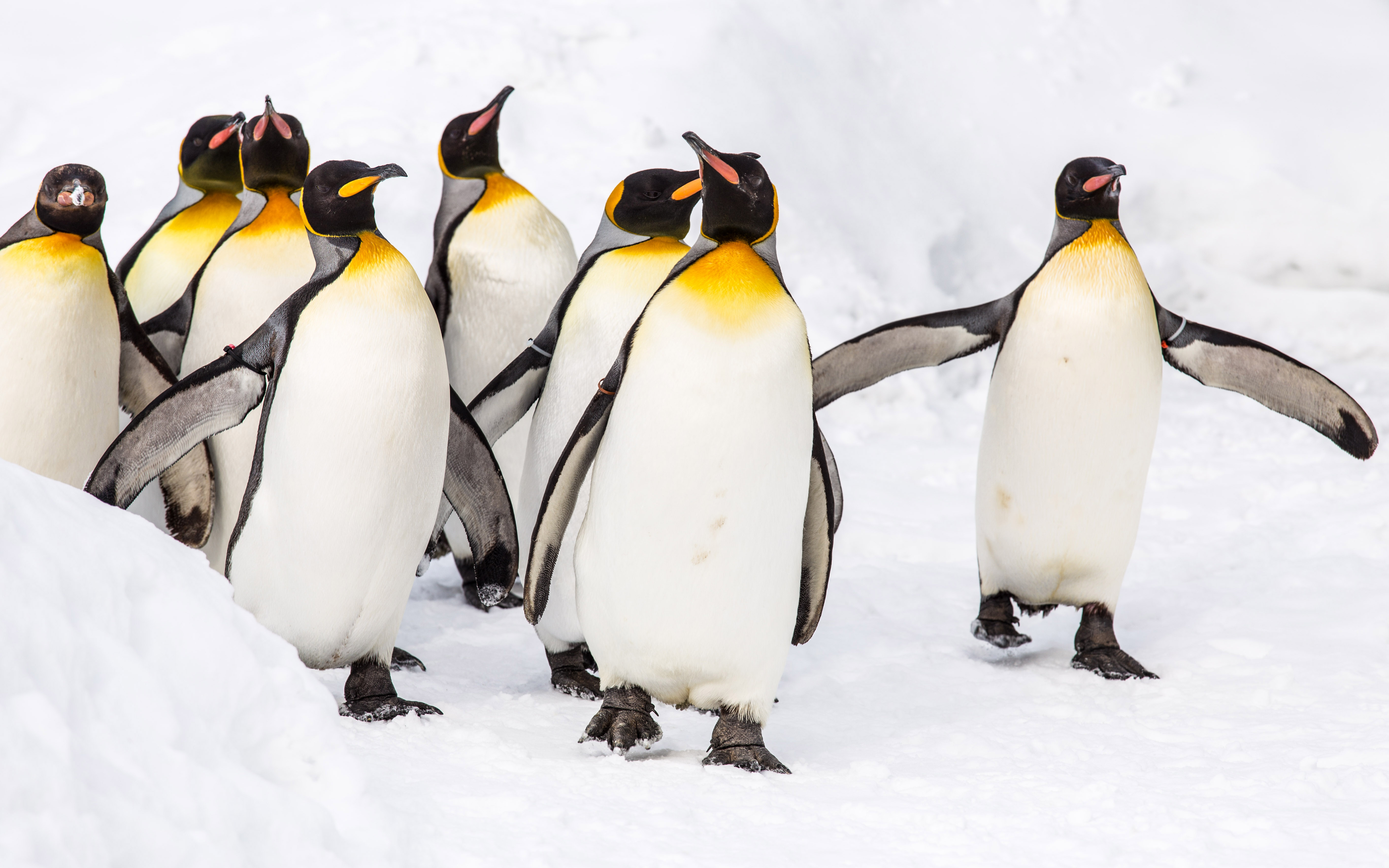 396282壁紙のダウンロード動物, ペンギン, 鳥, キングペンギン-スクリーンセーバーと写真を無料で