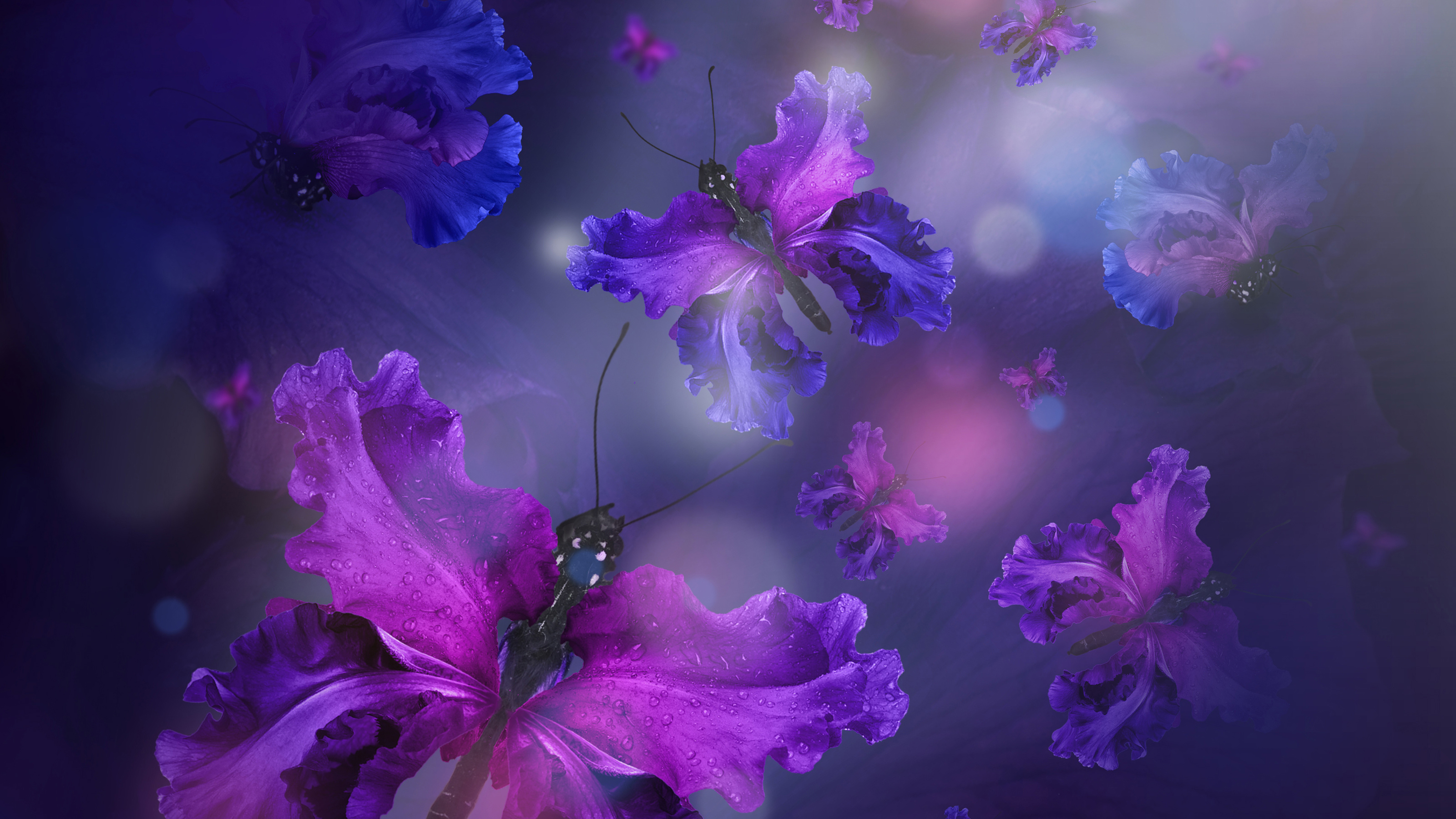 картинки бабочек на фиолетовом фоне