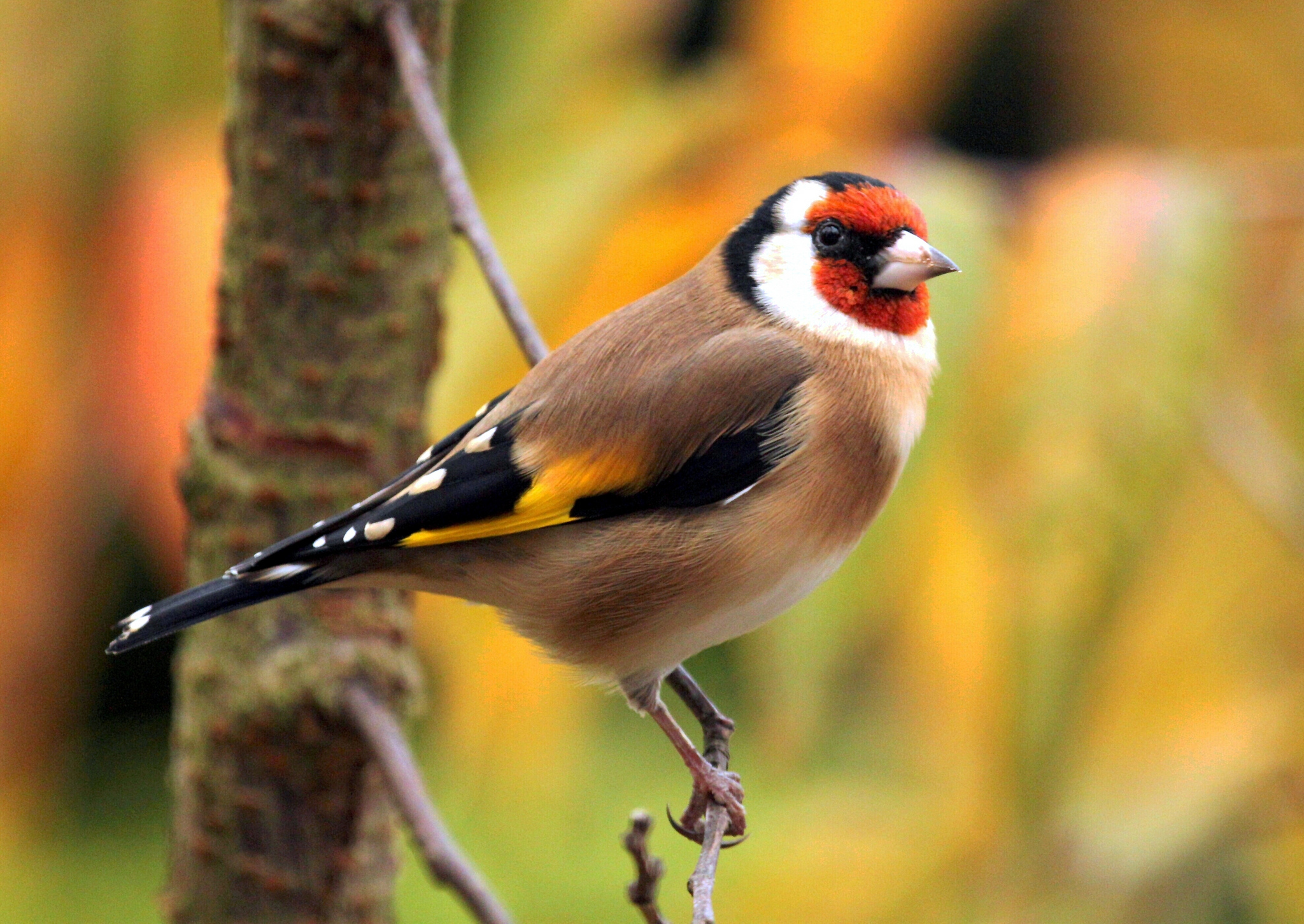 branch, animal, goldfinch, bird, colorful, european goldfinch, birds