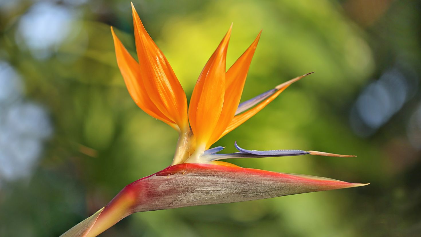 Райские цветы. Лилия Райская птичка. Bird of Paradise цветок. Оранжевые Райские птицы.