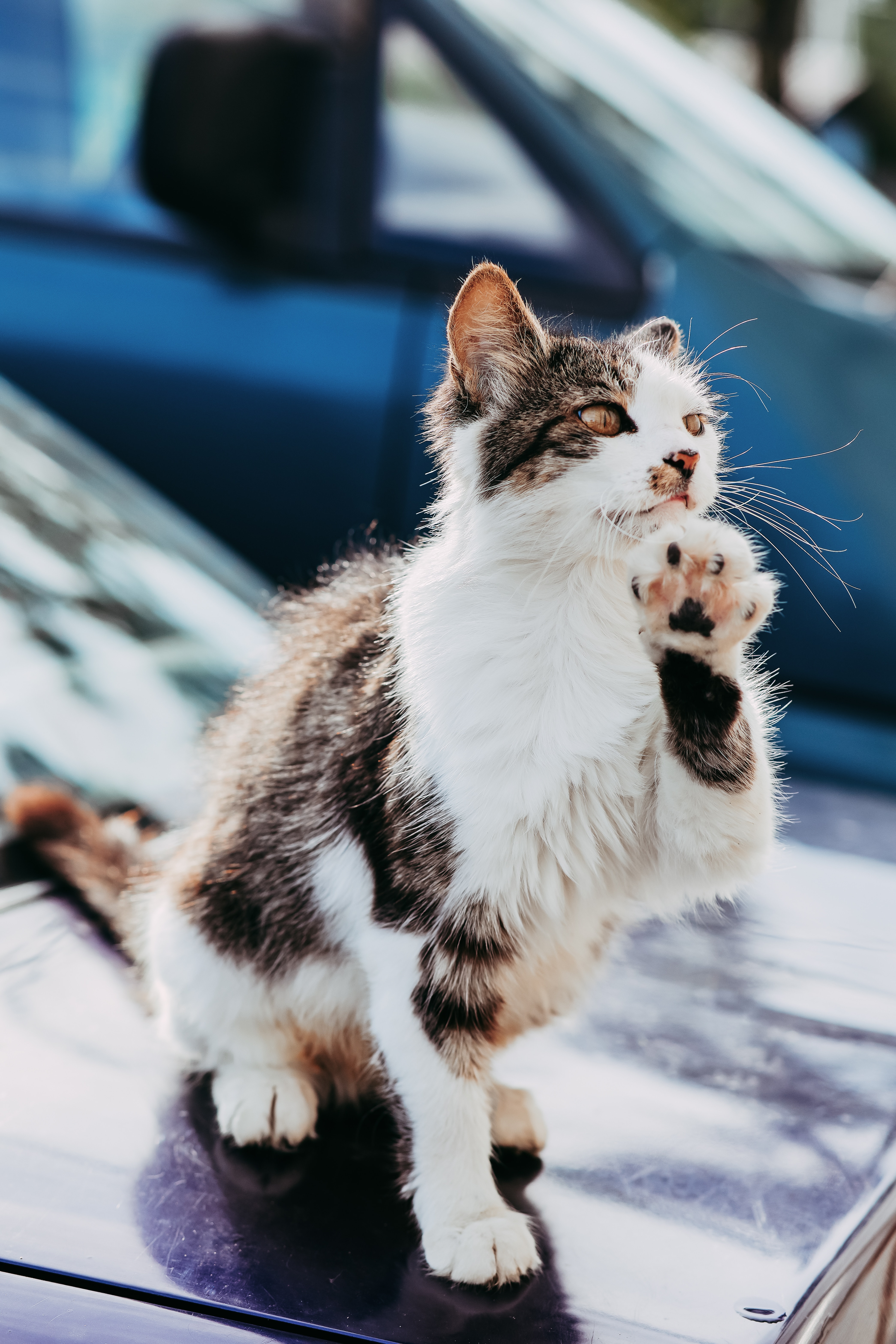 Laden Sie das Haustier, Pfote, Tiere, Cool, Katze-Bild kostenlos auf Ihren PC-Desktop herunter
