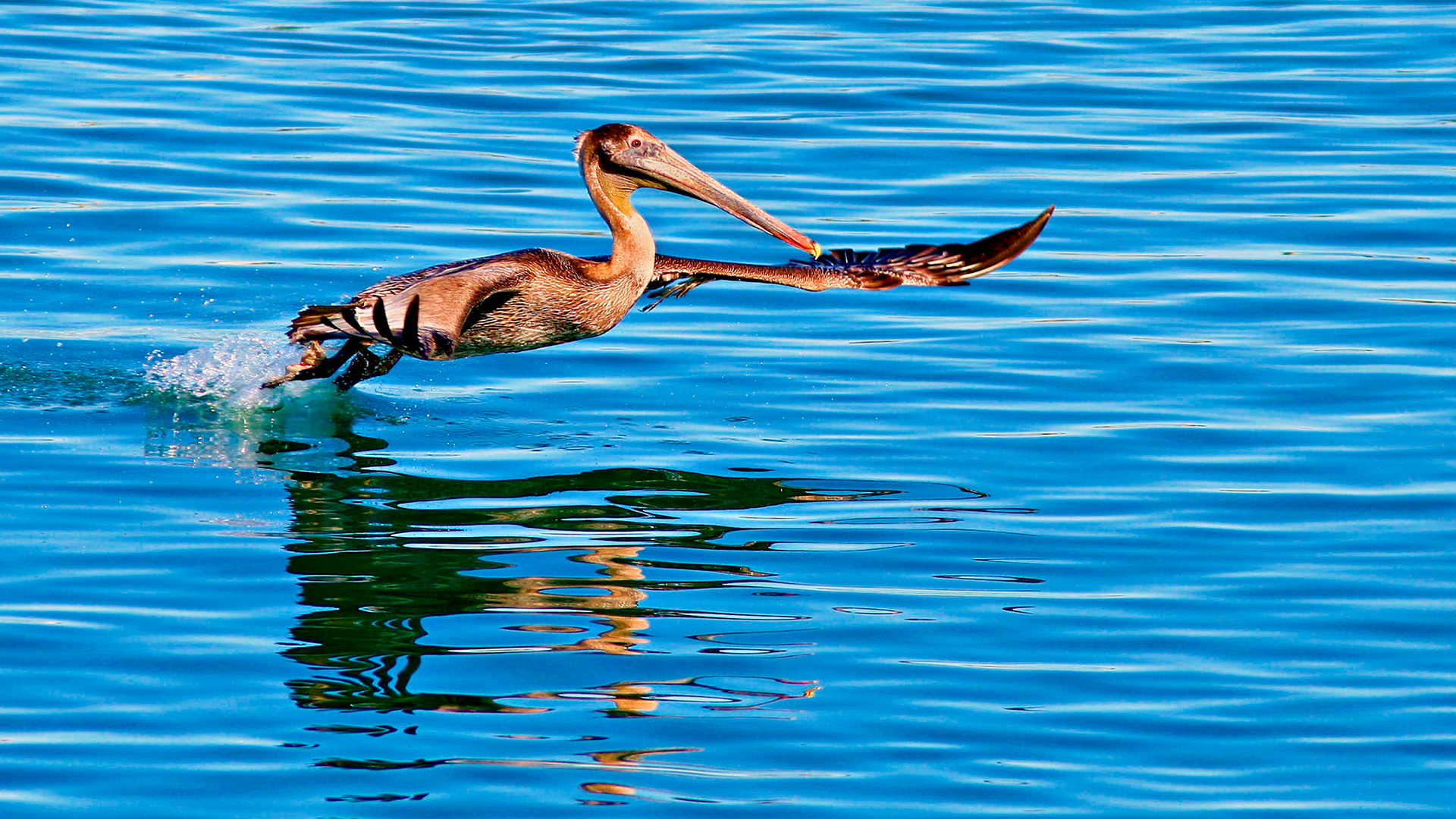 animal, pelican, birds High Definition image
