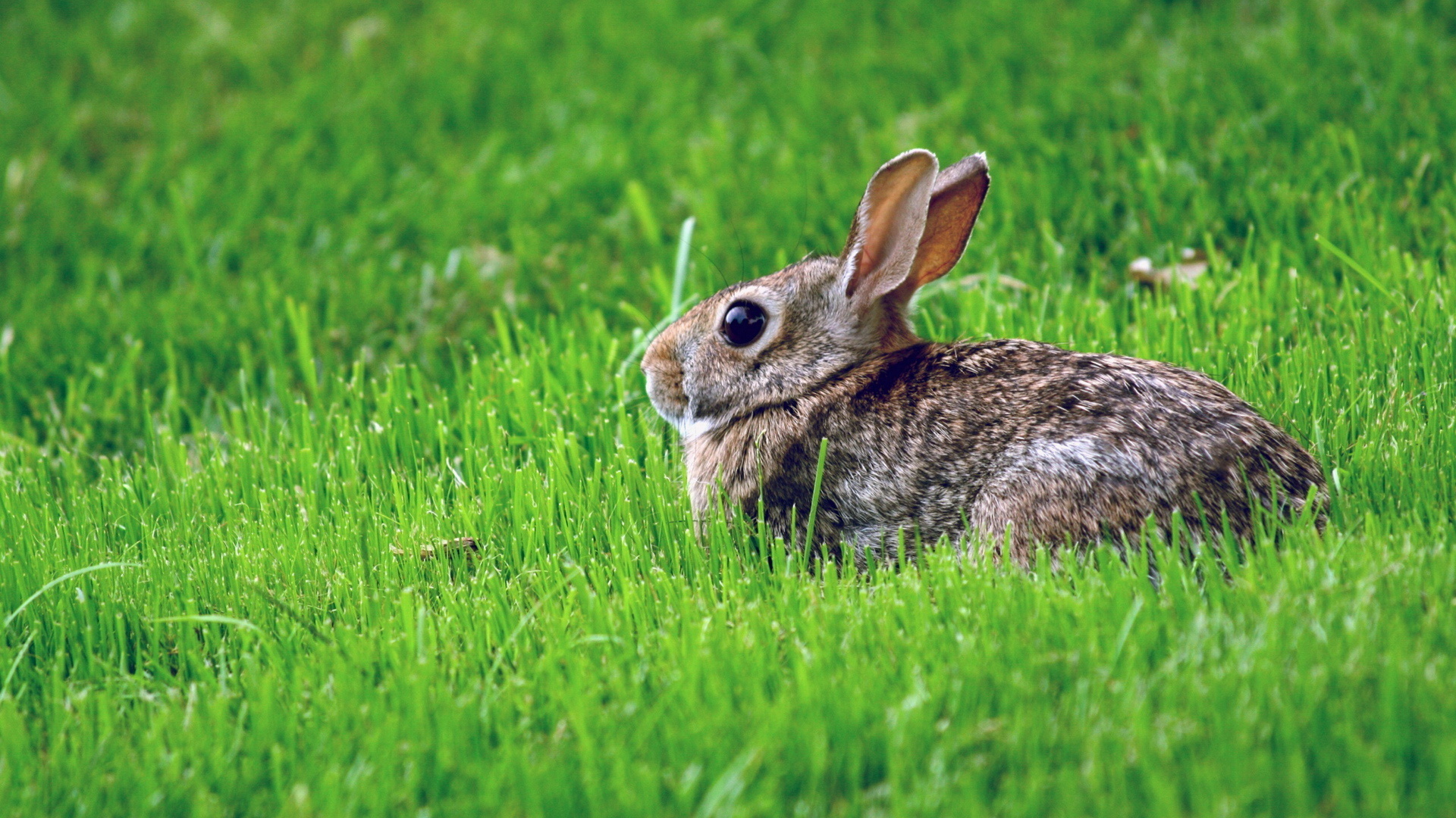 animal, hare cellphone