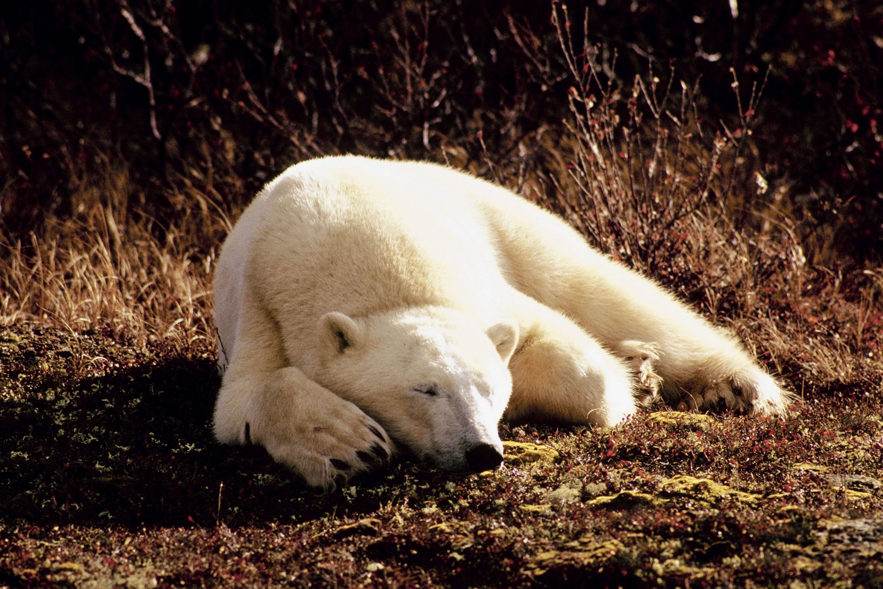 lie, animals, grass, to lie down, sleep, dream, polar bear wallpaper for mobile