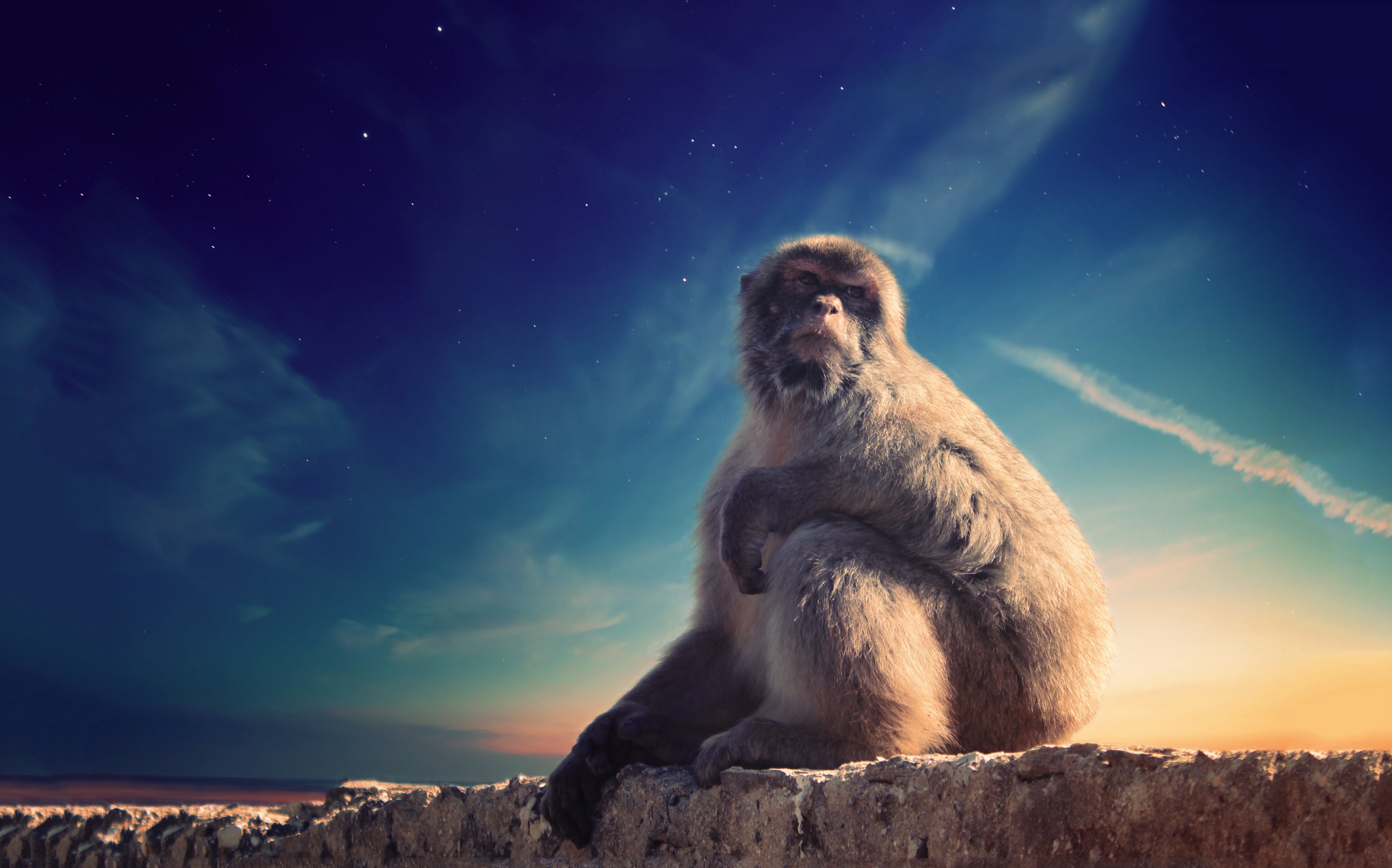 animals, monkey, wildlife, animal, is sitting, sits, primate, conceived, put up