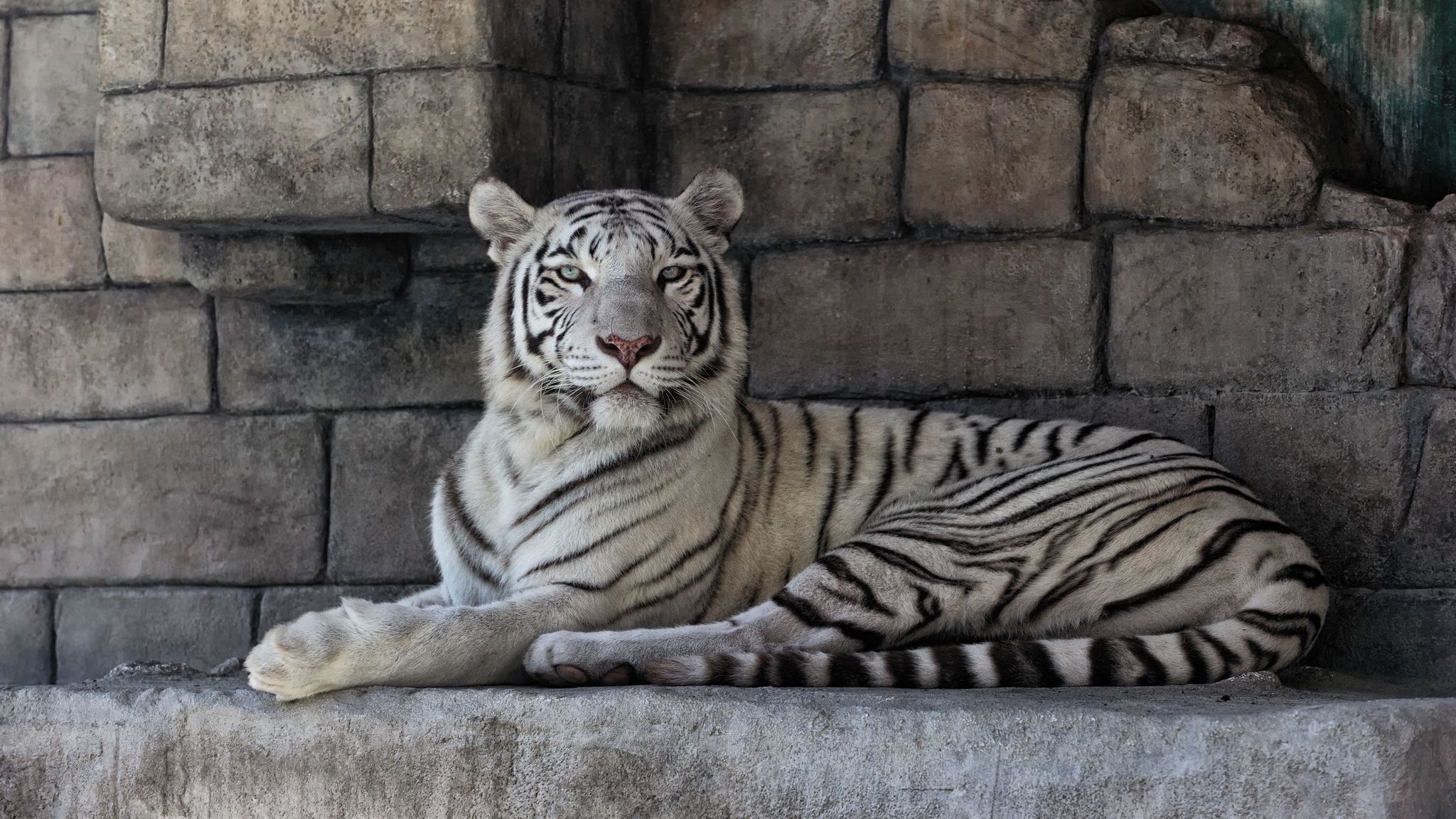 Handy-Wallpaper Gestreift, Weißer Tiger, Predator, Raubtier, Tiere kostenlos herunterladen.