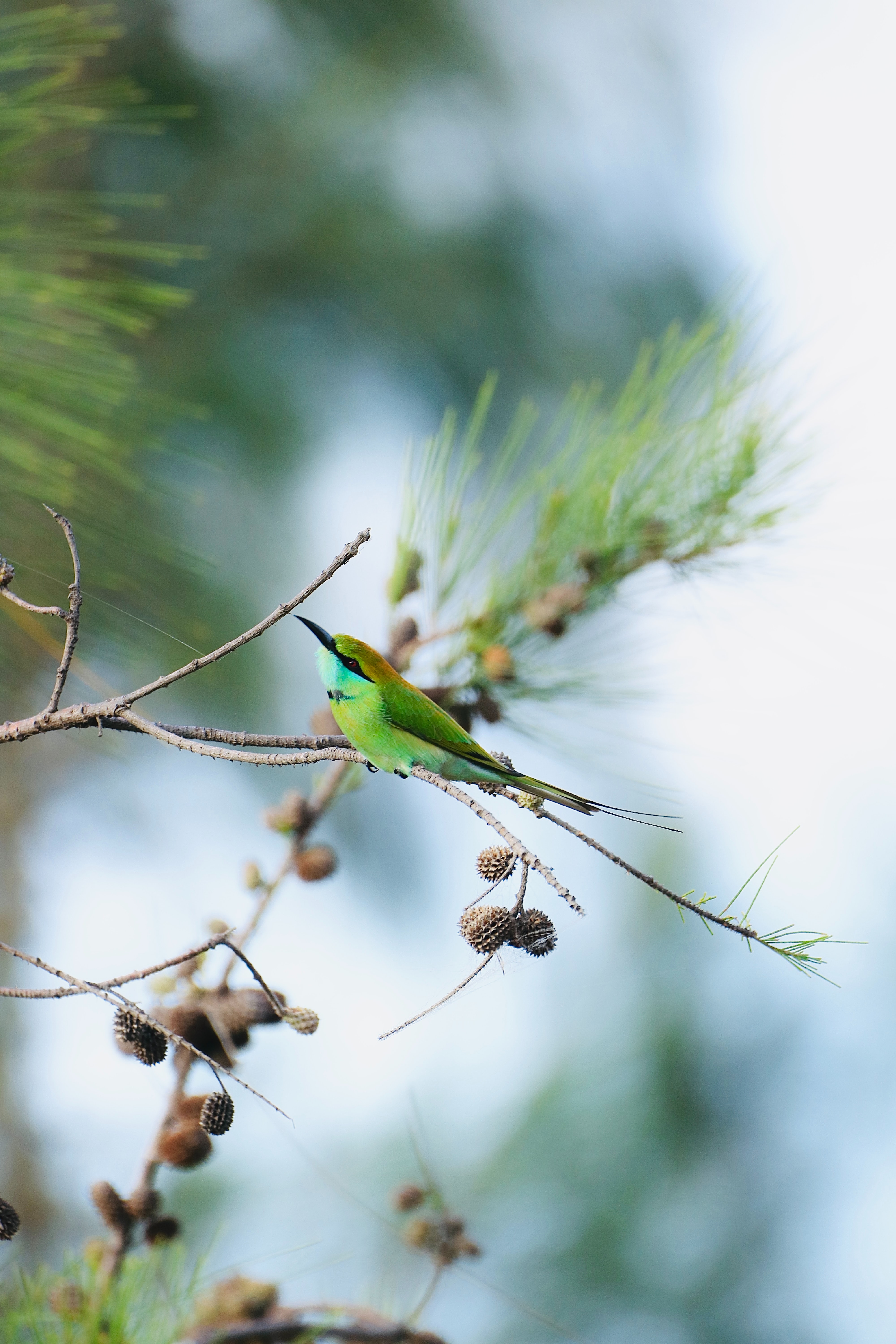 bird, animals, branch, focus, blue tailed bee eater cell phone wallpapers