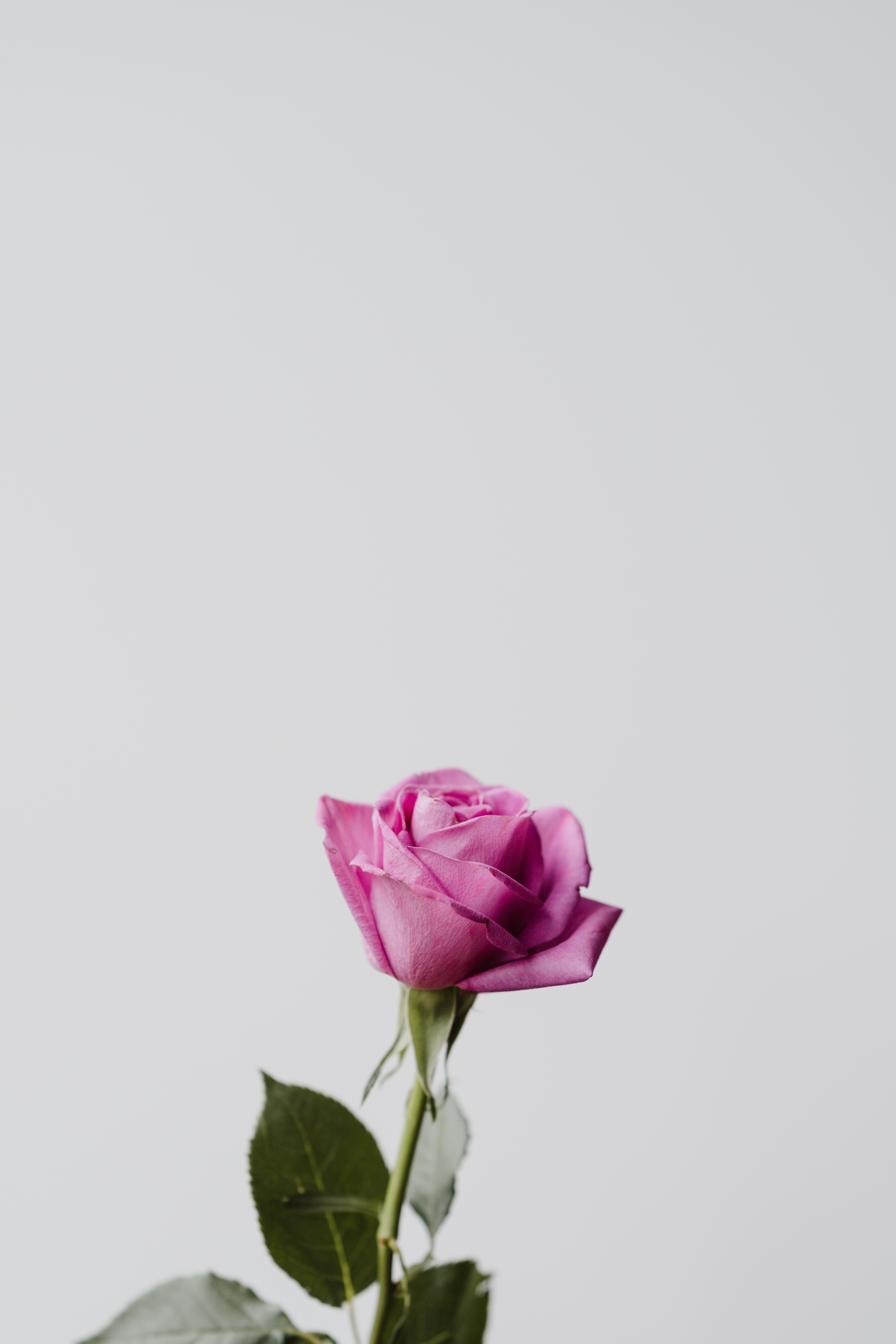 60117 télécharger l'image minimalisme, fleurs, rose, fleur, une rose - fonds d'écran et économiseurs d'écran gratuits