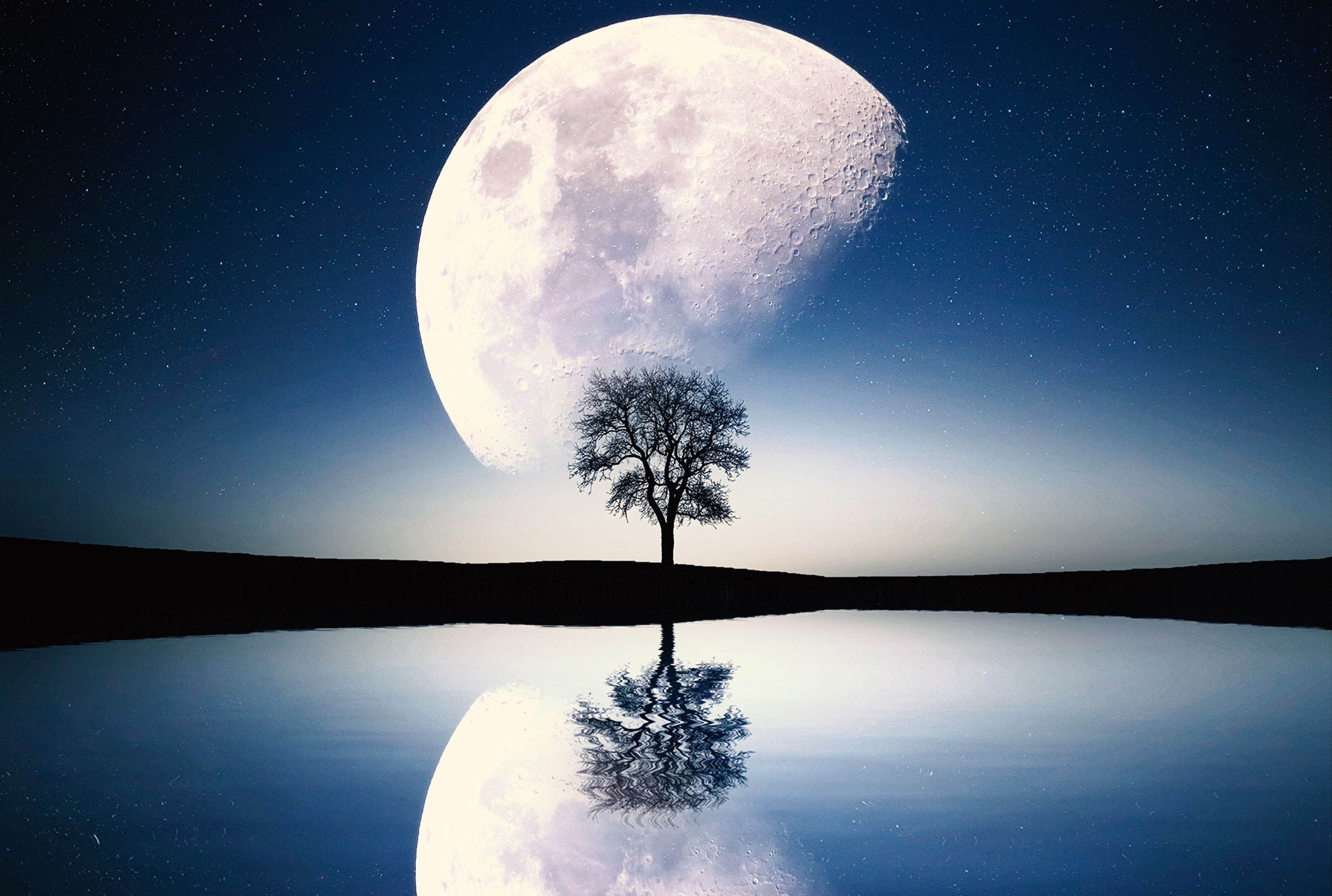 Луна и дерево