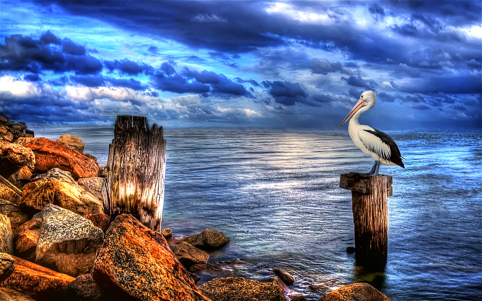 212970 Bild herunterladen tiere, pelikan, vögel - Hintergrundbilder und Bildschirmschoner kostenlos