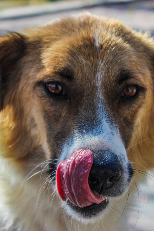 animal, dog, tongue, dogs cell phone wallpapers