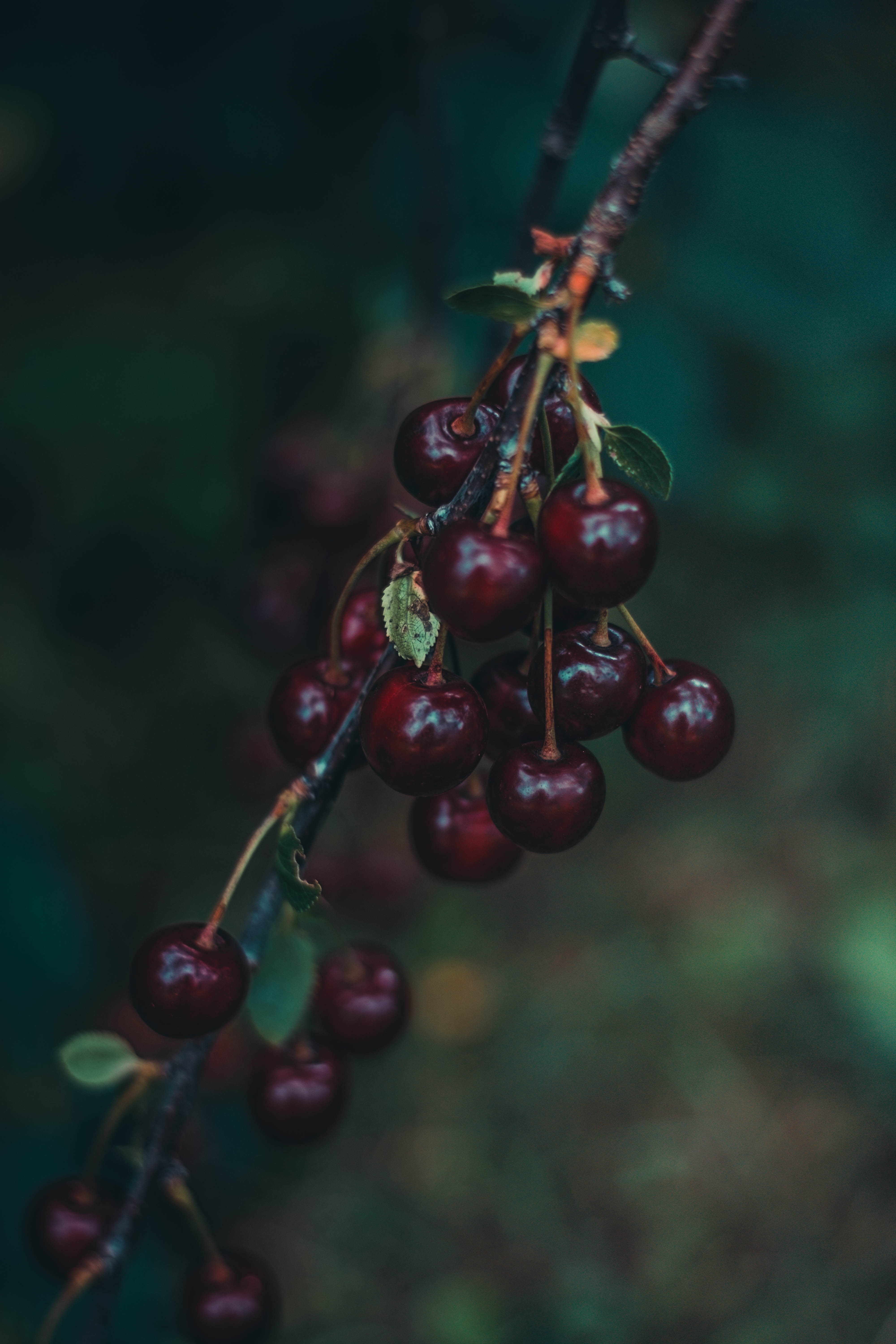 Download mobile wallpaper Branch, Ripe, Food, Smooth, Berries, Blur, Cherry for free.