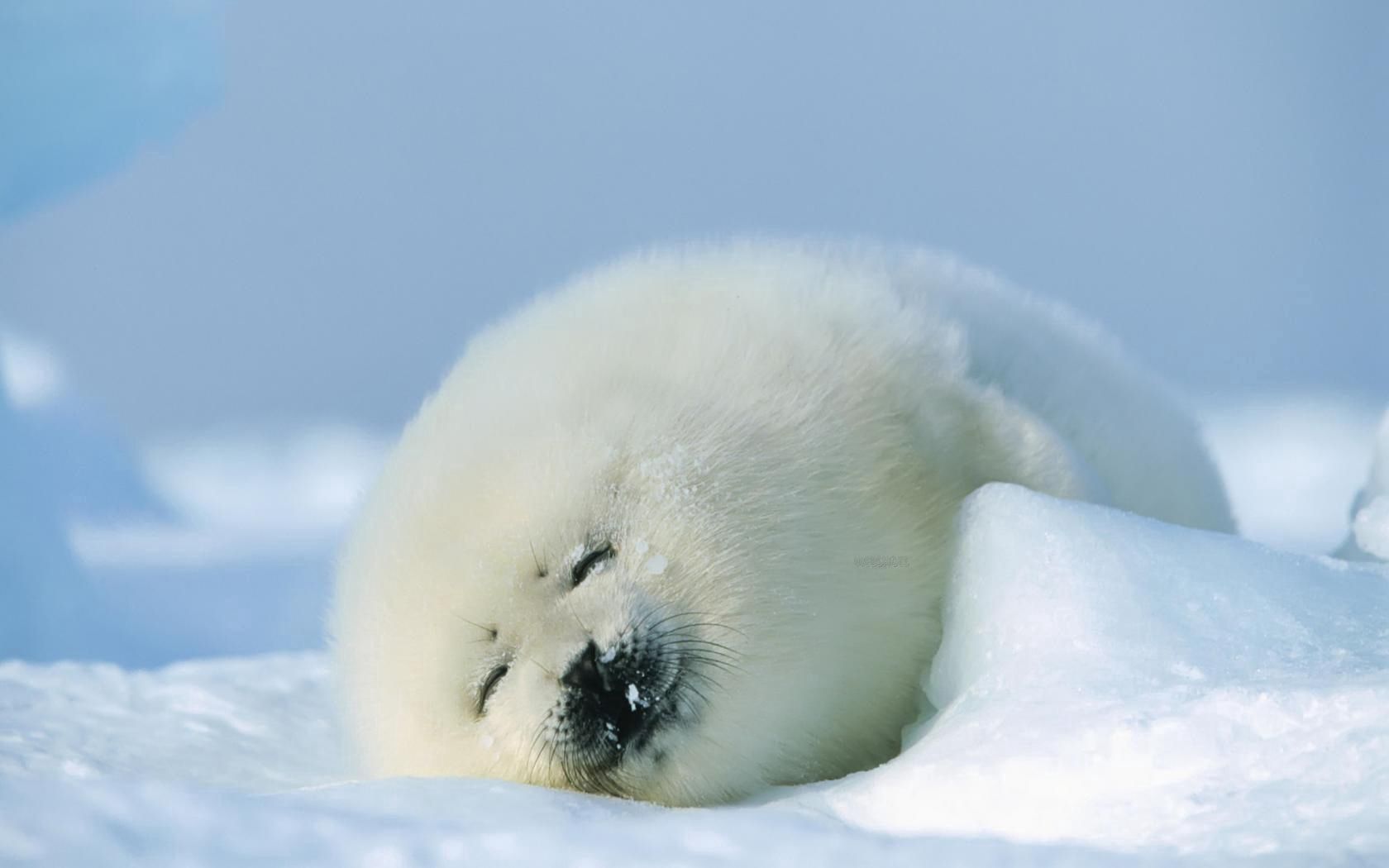 130515 скачать обои тюлень, животные, снег, белый, спать - заставки и картинки бесплатно