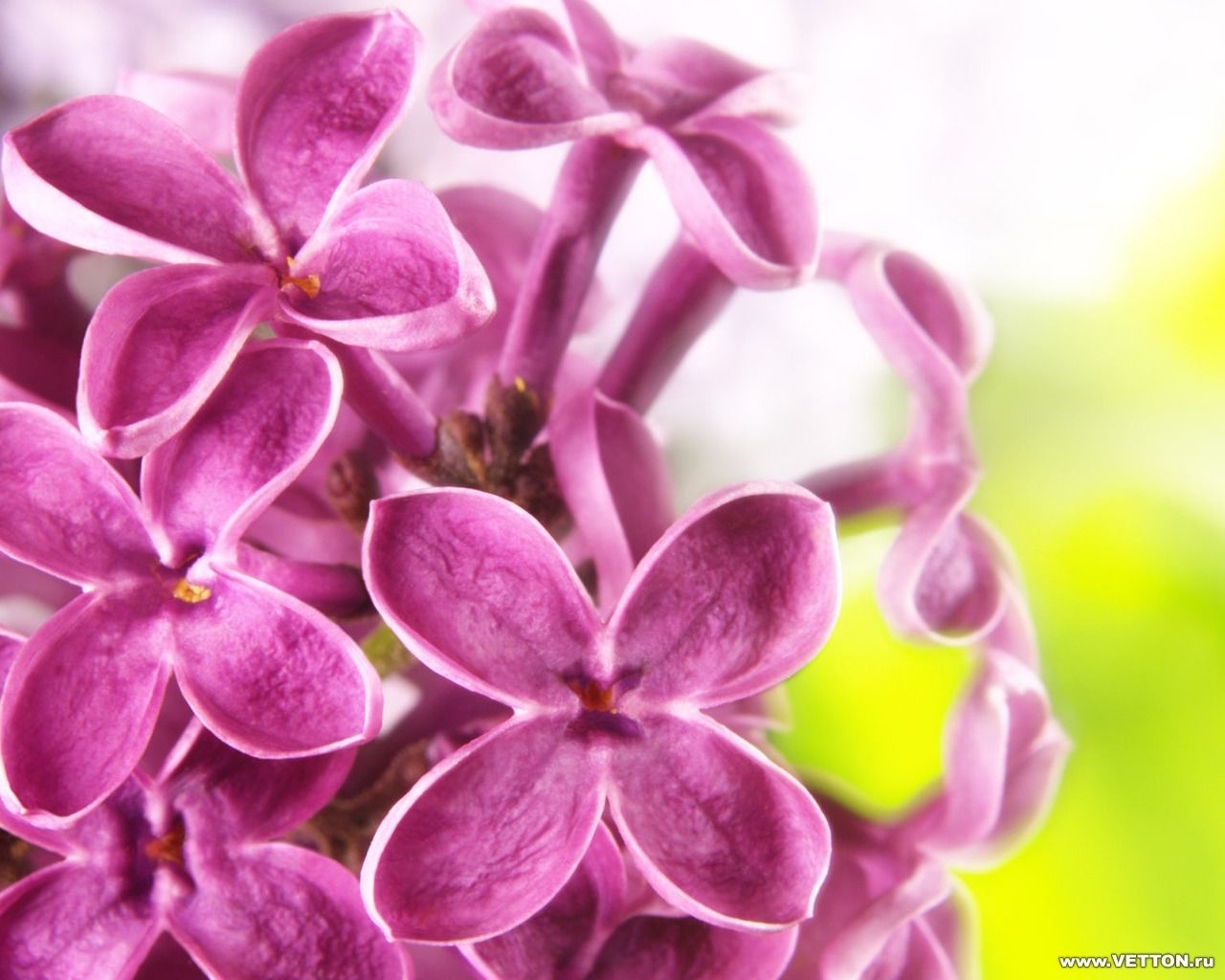 606 Hintergrundbild herunterladen pflanzen, blumen, lilac - Bildschirmschoner und Bilder kostenlos