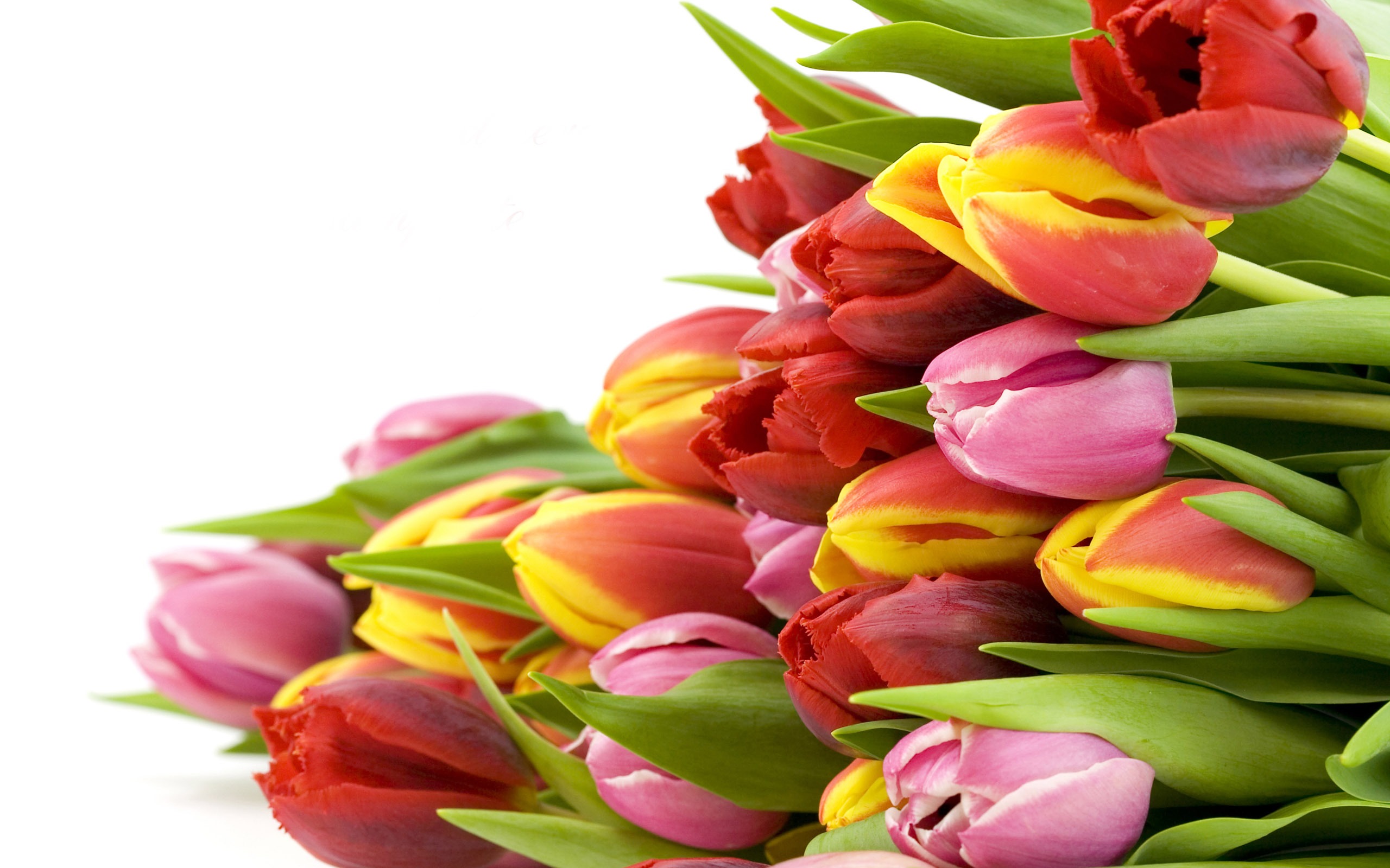 Сколько дарят цветов тюльпанов. Цветы тюльпаны. Красивые тюльпаны. Весенние цветы тюльпаны. Весенний букет тюльпанов.