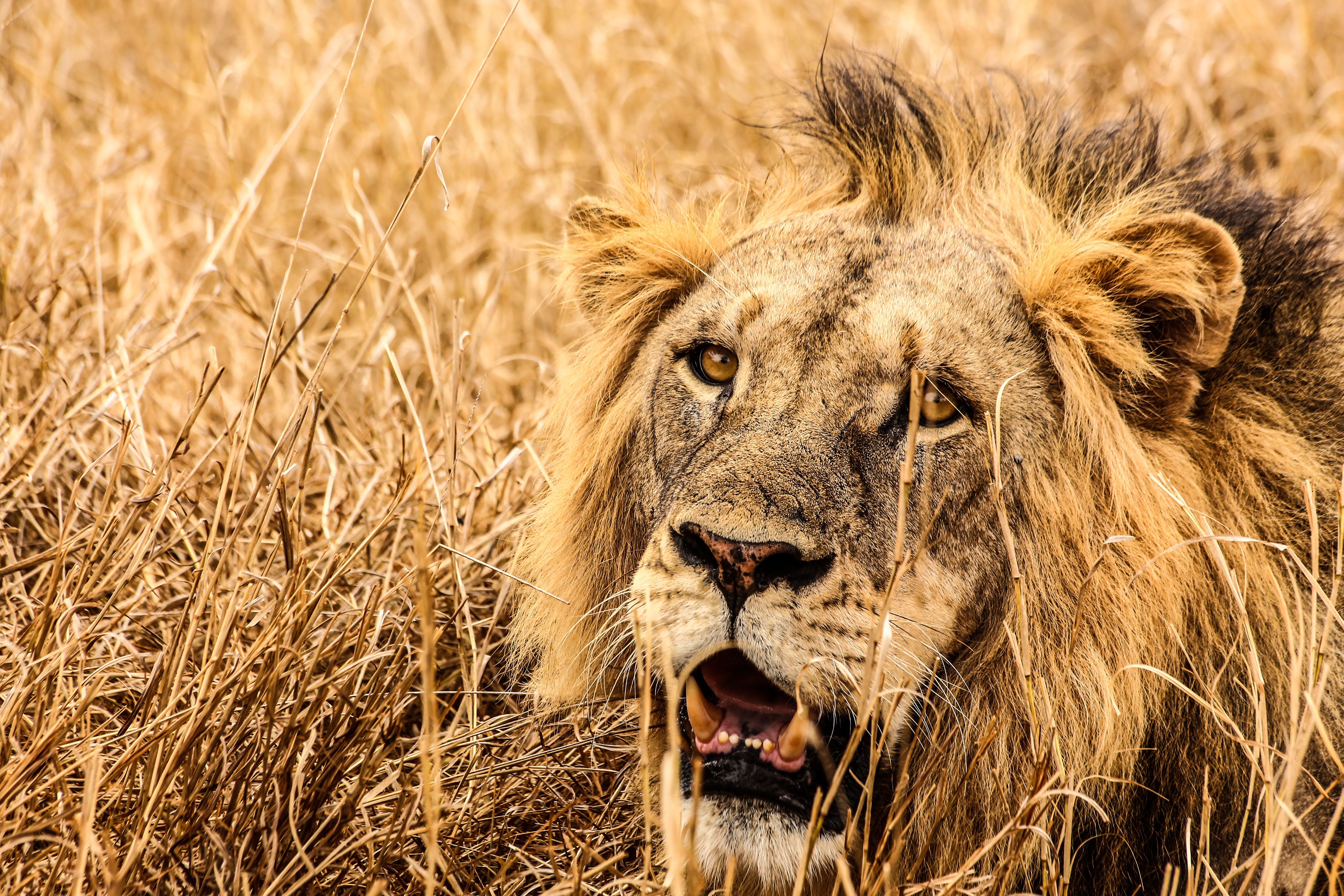 Download mobile wallpaper Grass, Muzzle, Predator, Fangs, Animals, Lion for free.
