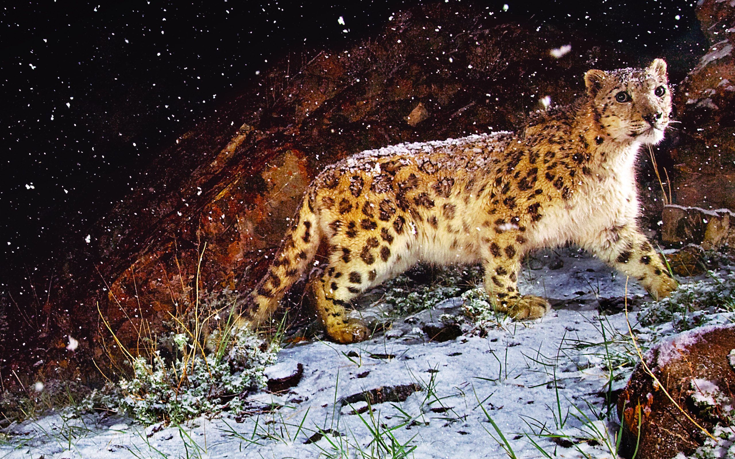 166918 Hintergrundbild herunterladen tiere, schneeleopard, katzen - Bildschirmschoner und Bilder kostenlos
