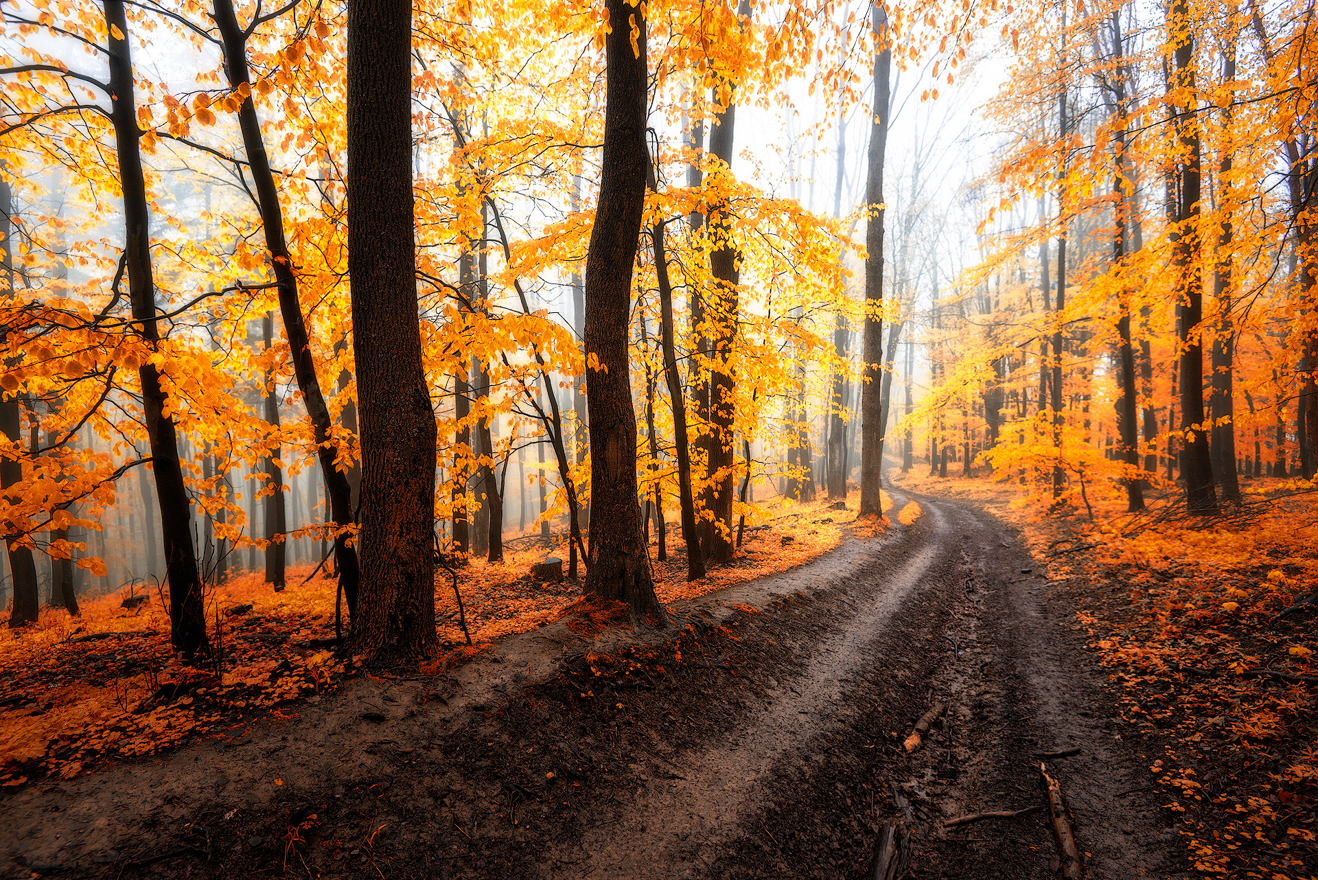 Сказочный осенний лес фото