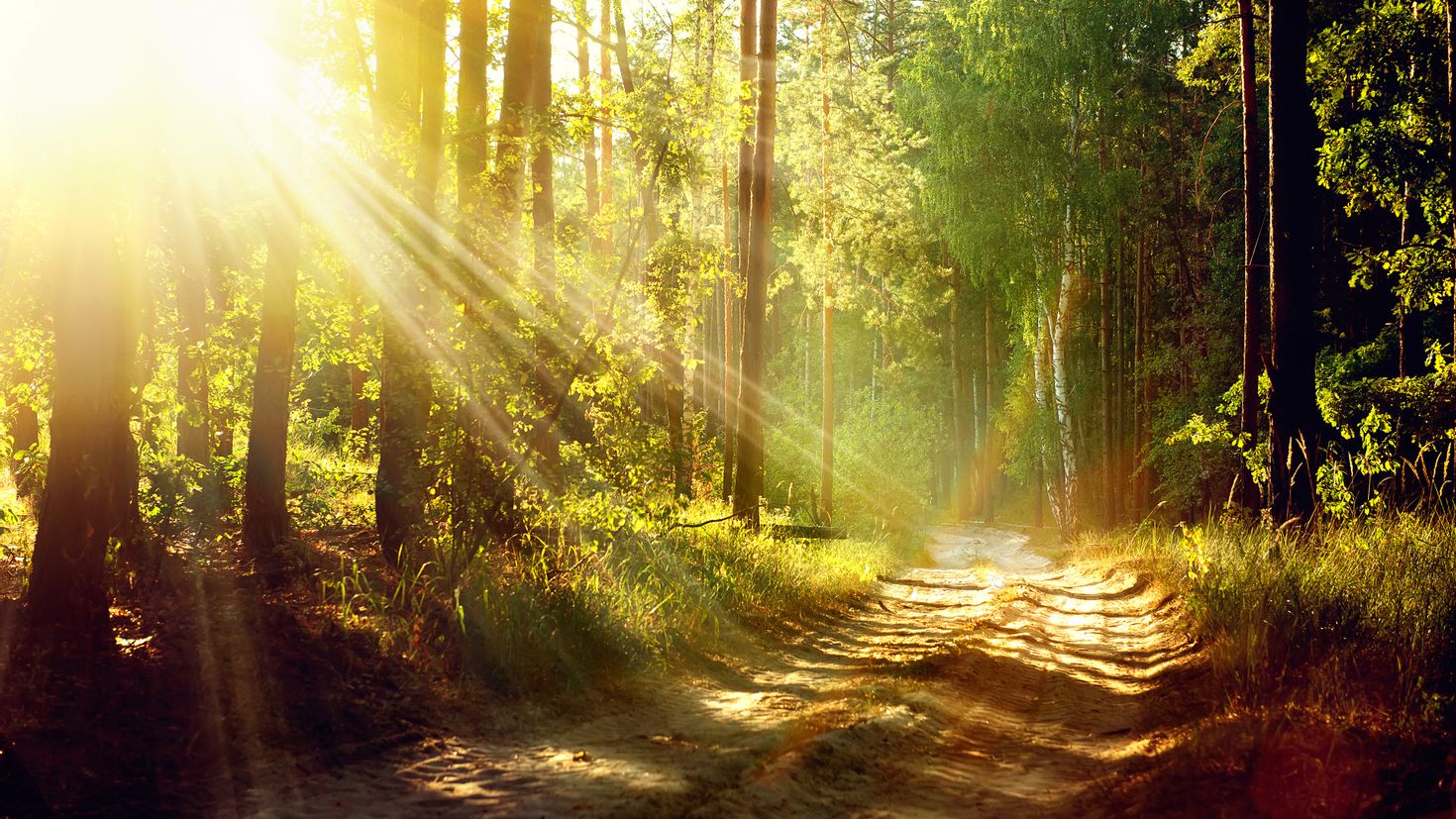 Песня утро в лесу. "Солнце в лесу". Лучи солнца. Солнечный лес. Лучи солнца в лесу.