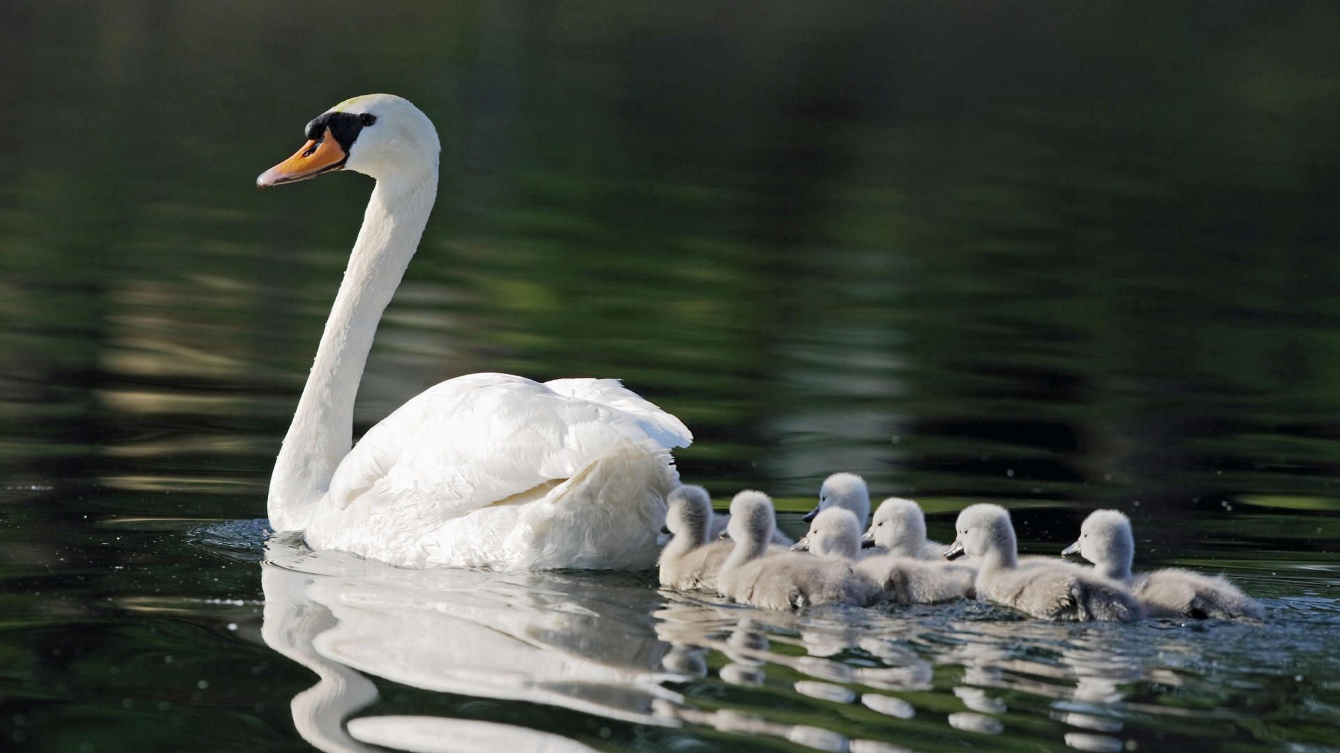 care, swans, animals, bird, young, family, to swim, swim, cubs 8K