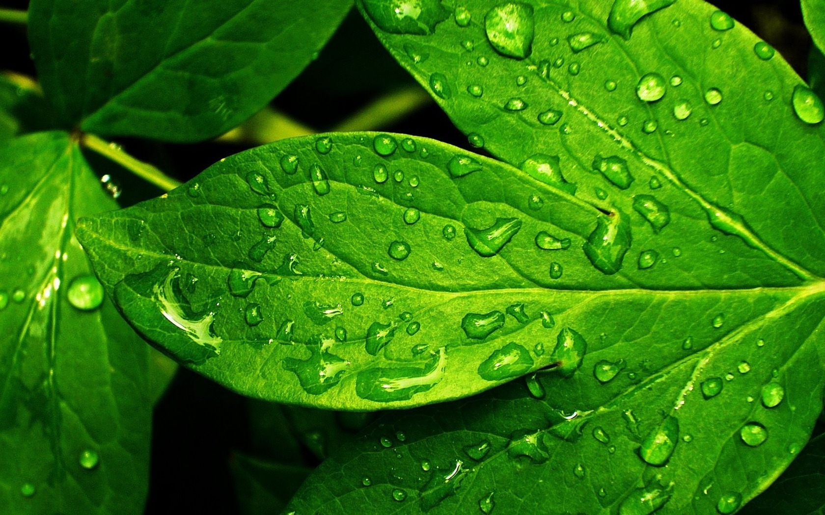 Download mobile wallpaper Plants, Leaves for free.