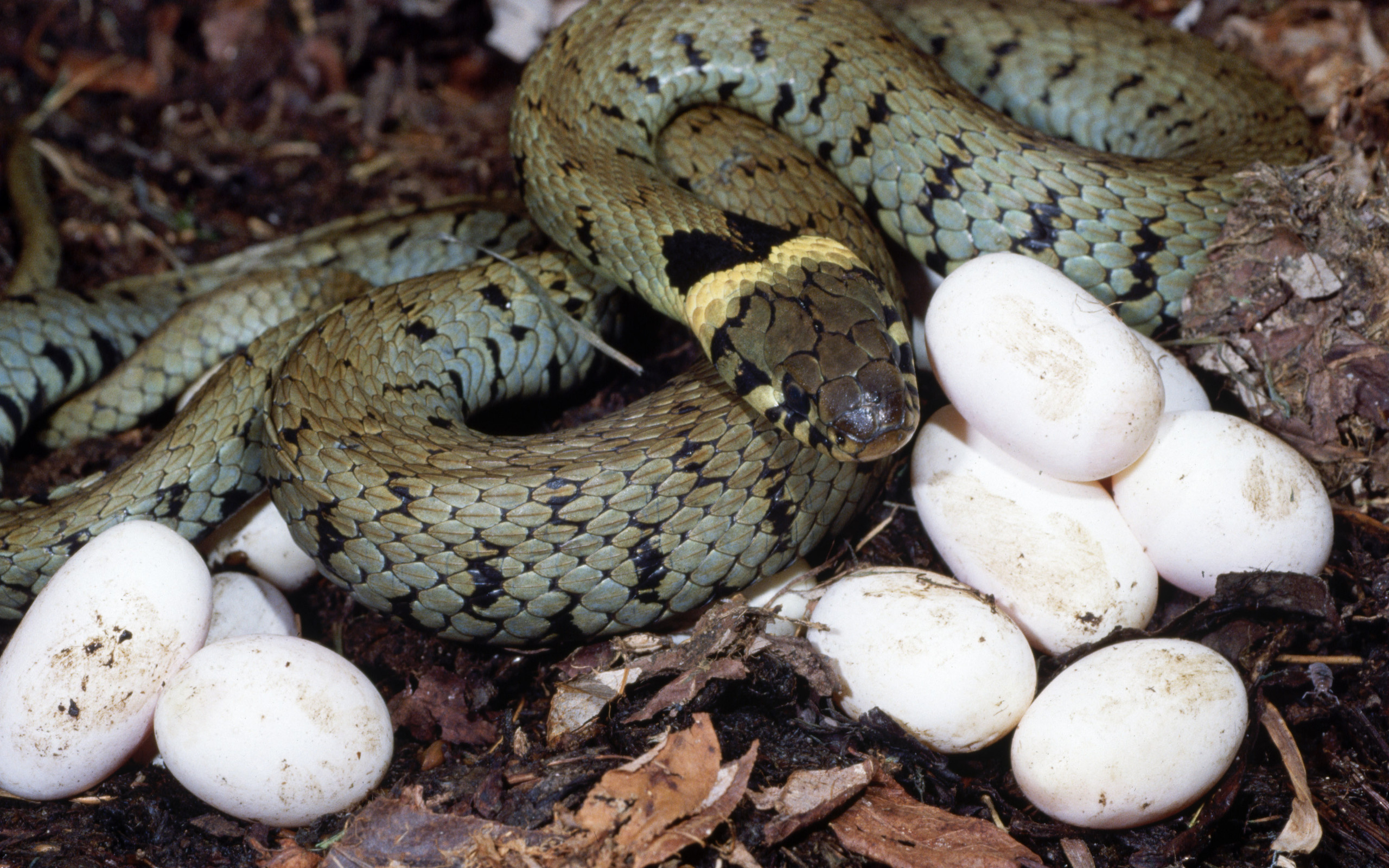 Какие яйца змей. Обыкновенный уж Natrix Natrix. Яйцеживорождение гадюка. Живородящая змея гадюка. Змеи уж, гадюка, Кобра, полоз.