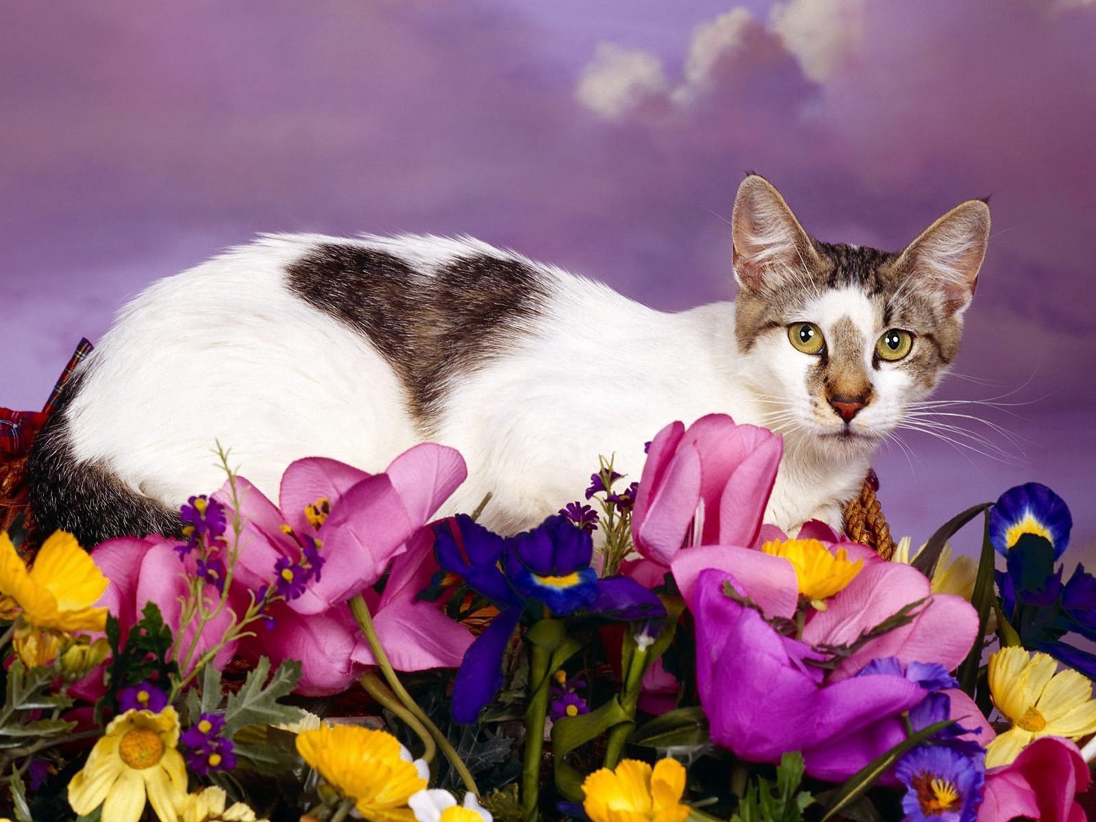 animals, flowers, sit, cat, spotted, spotty lock screen backgrounds