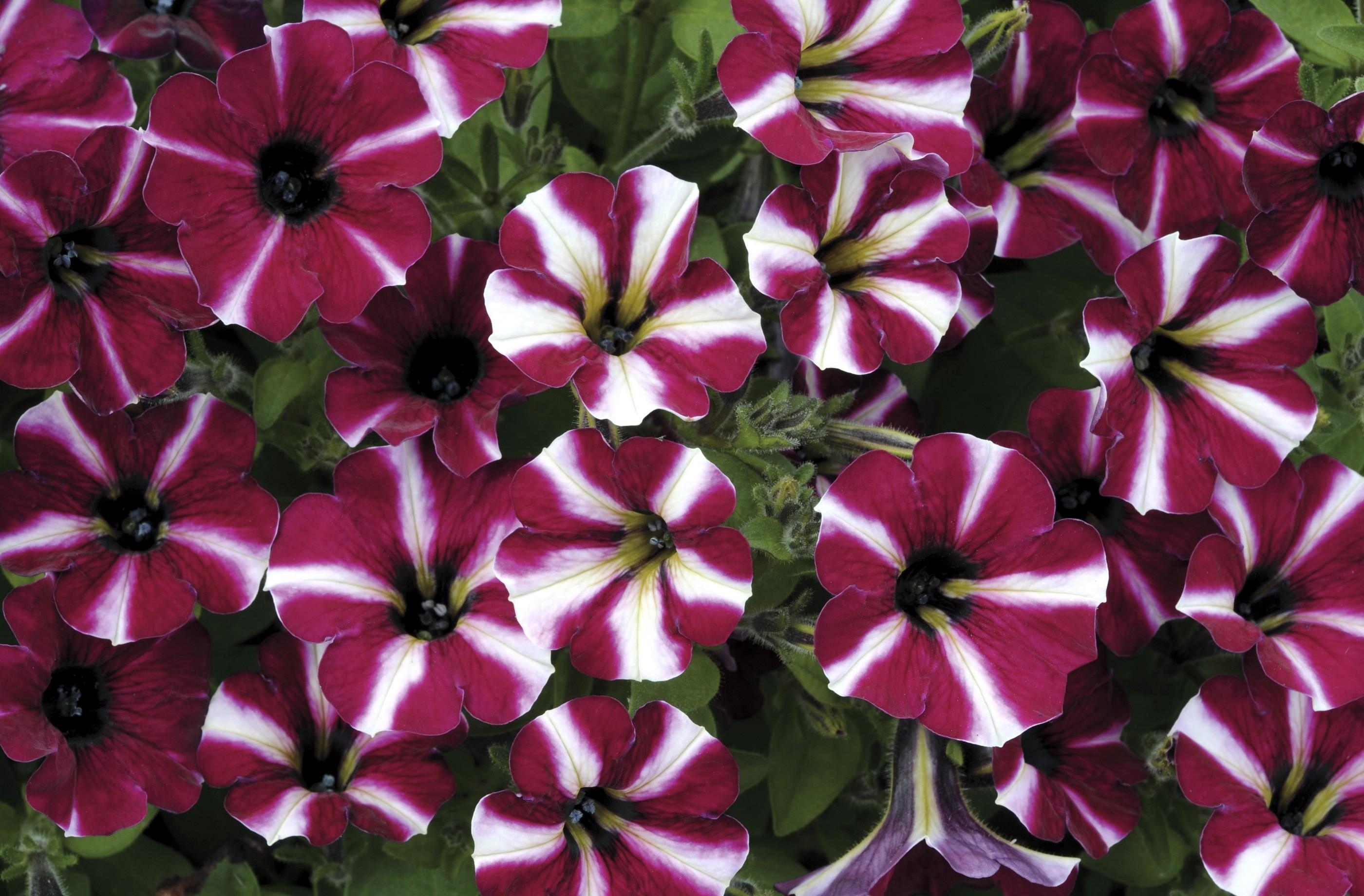Laden Sie das Gestreift, Duchsvetnaya, Temperamentvoll, Petunie, Blumen-Bild kostenlos auf Ihren PC-Desktop herunter