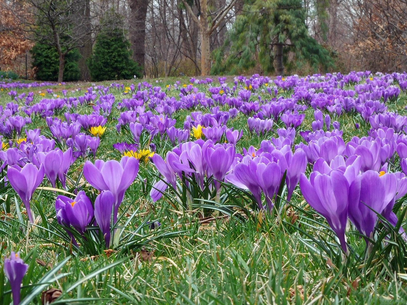 171286壁紙のダウンロード紫色の花, 地球, クロッカス, 花, フラワーズ-スクリーンセーバーと写真を無料で
